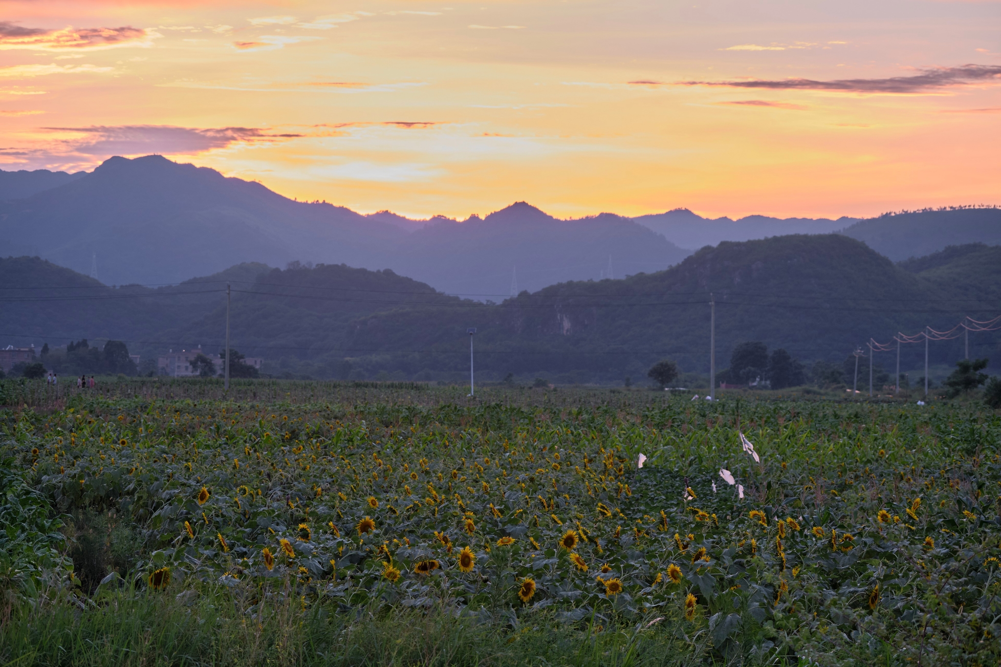 A field of green plants with yellow flowers, a silhouette of rolling mountains in the mid-ground, and a gradient sunset sky above