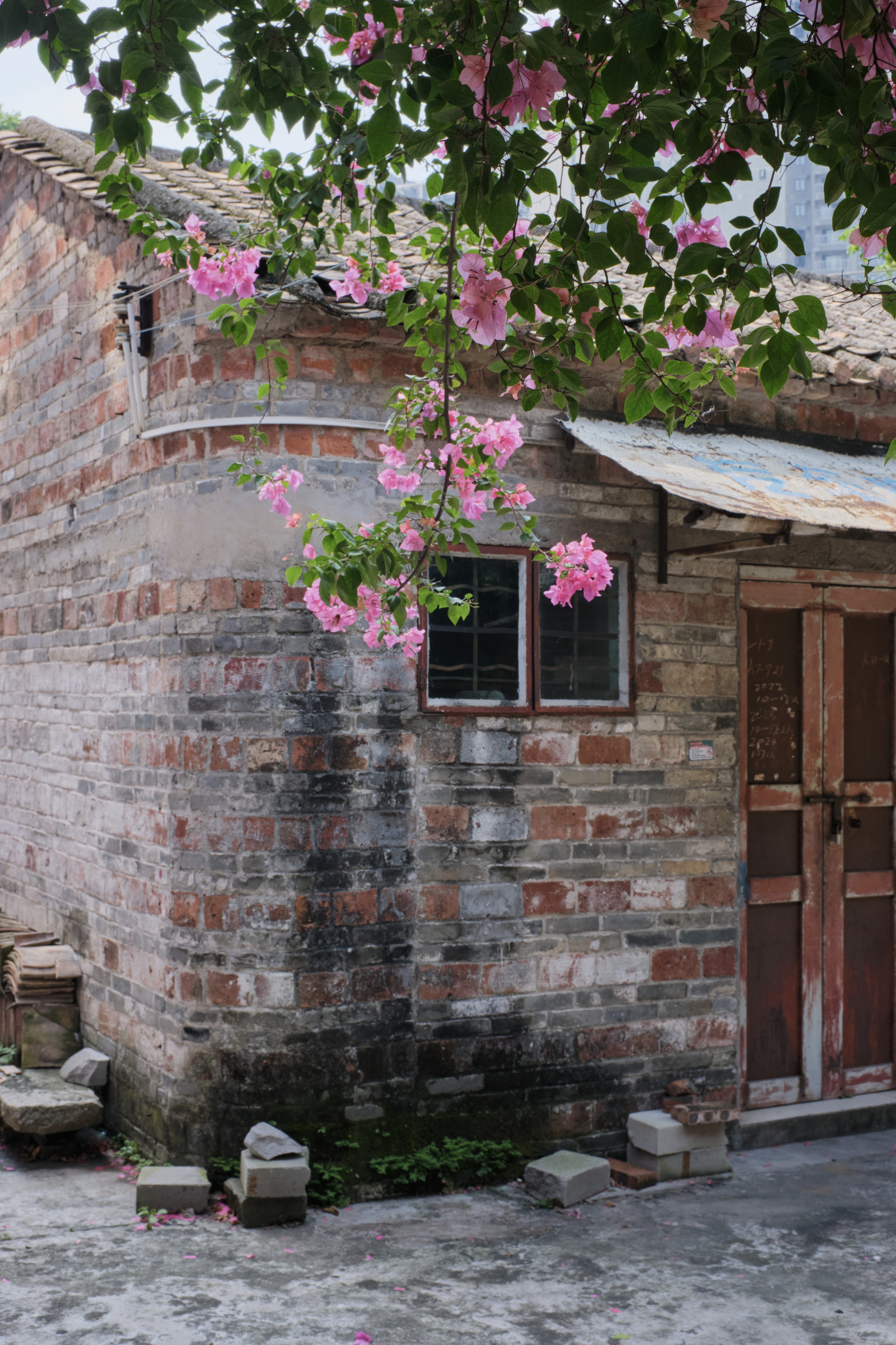 Old brick building with small window and wooden door, partially covered by pink bougainvillea flowers