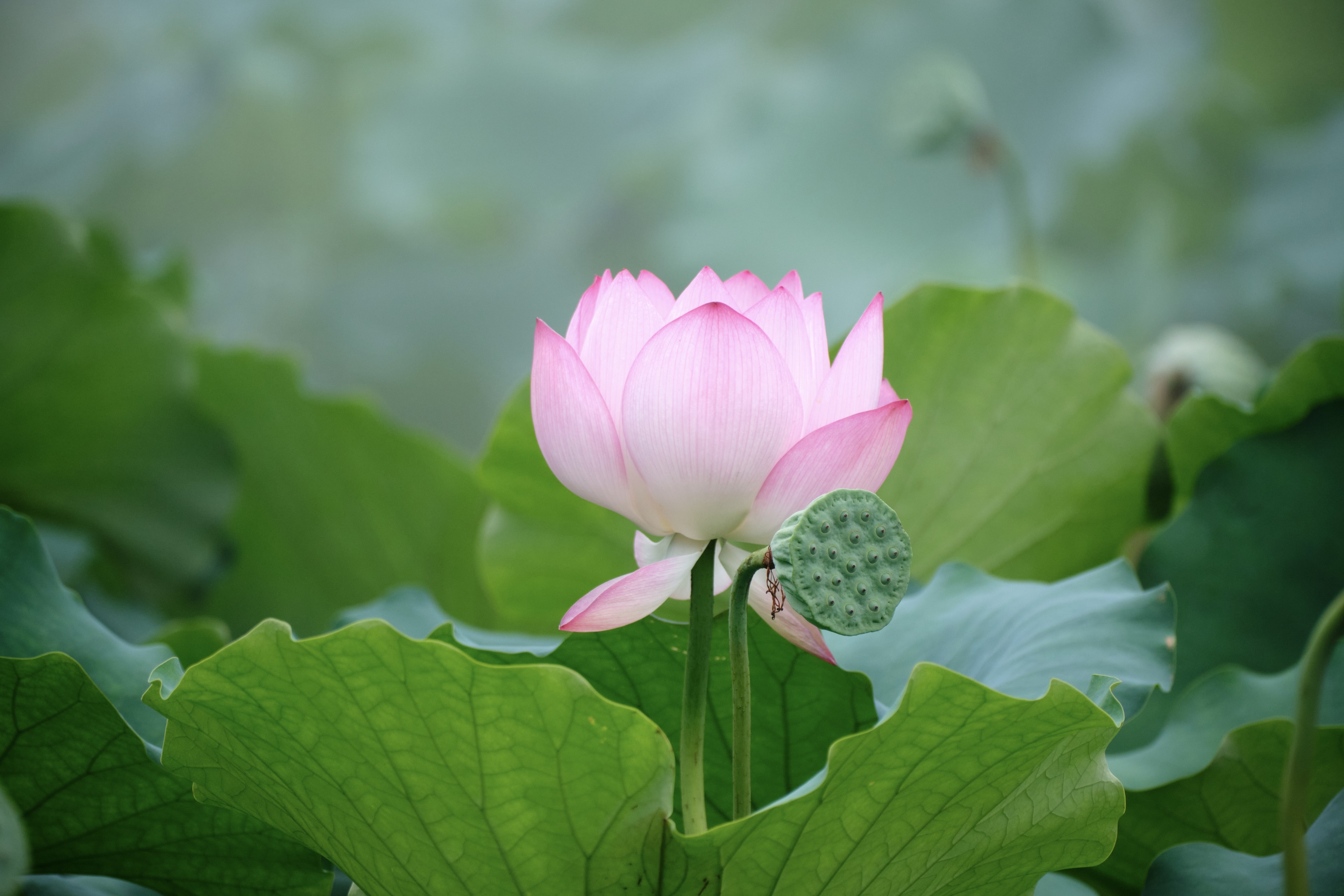 Close-up of a pink lotus flower with a seed pod and green leaves