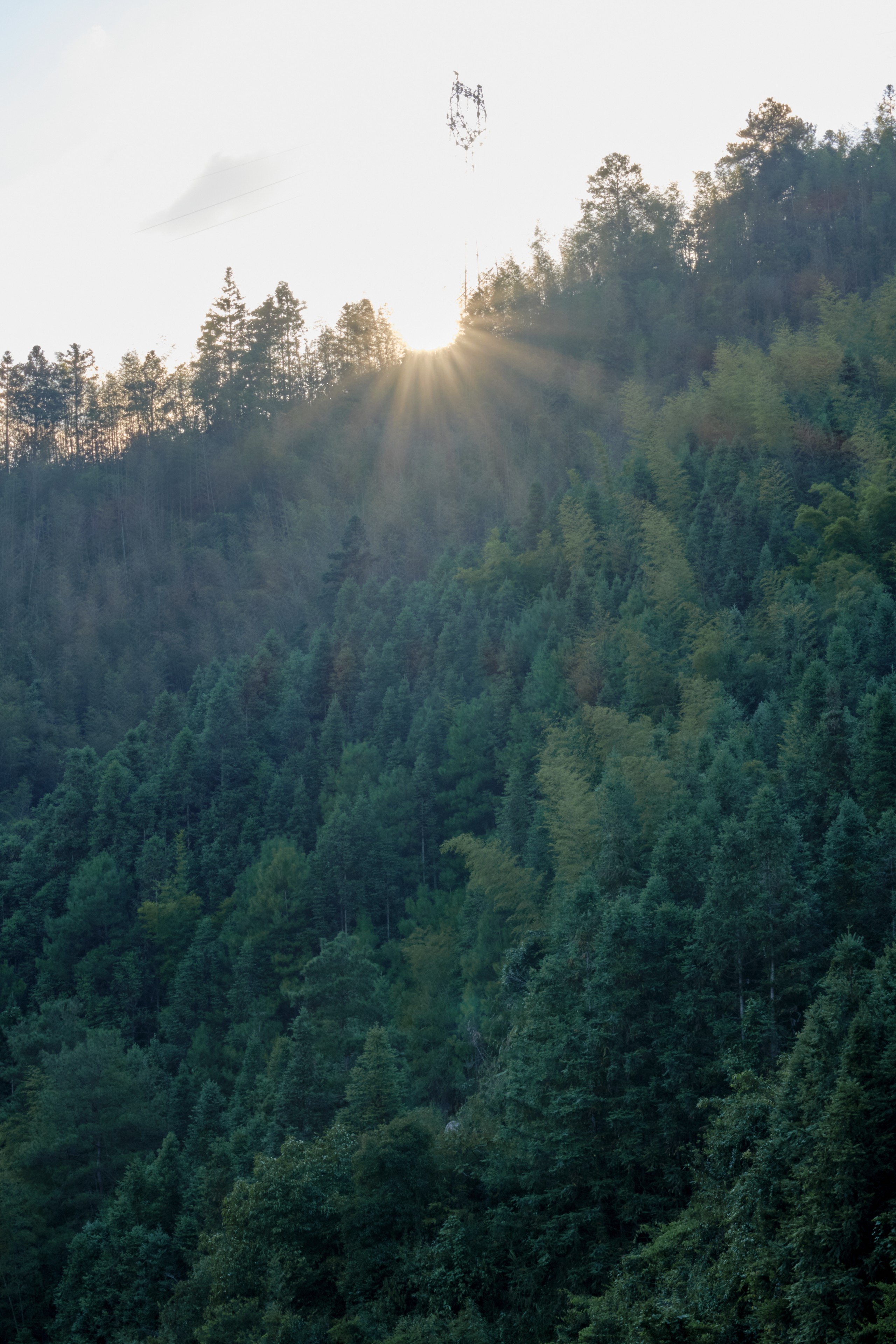 Sunlight rays pierce through dense evergreen trees covering a hillside