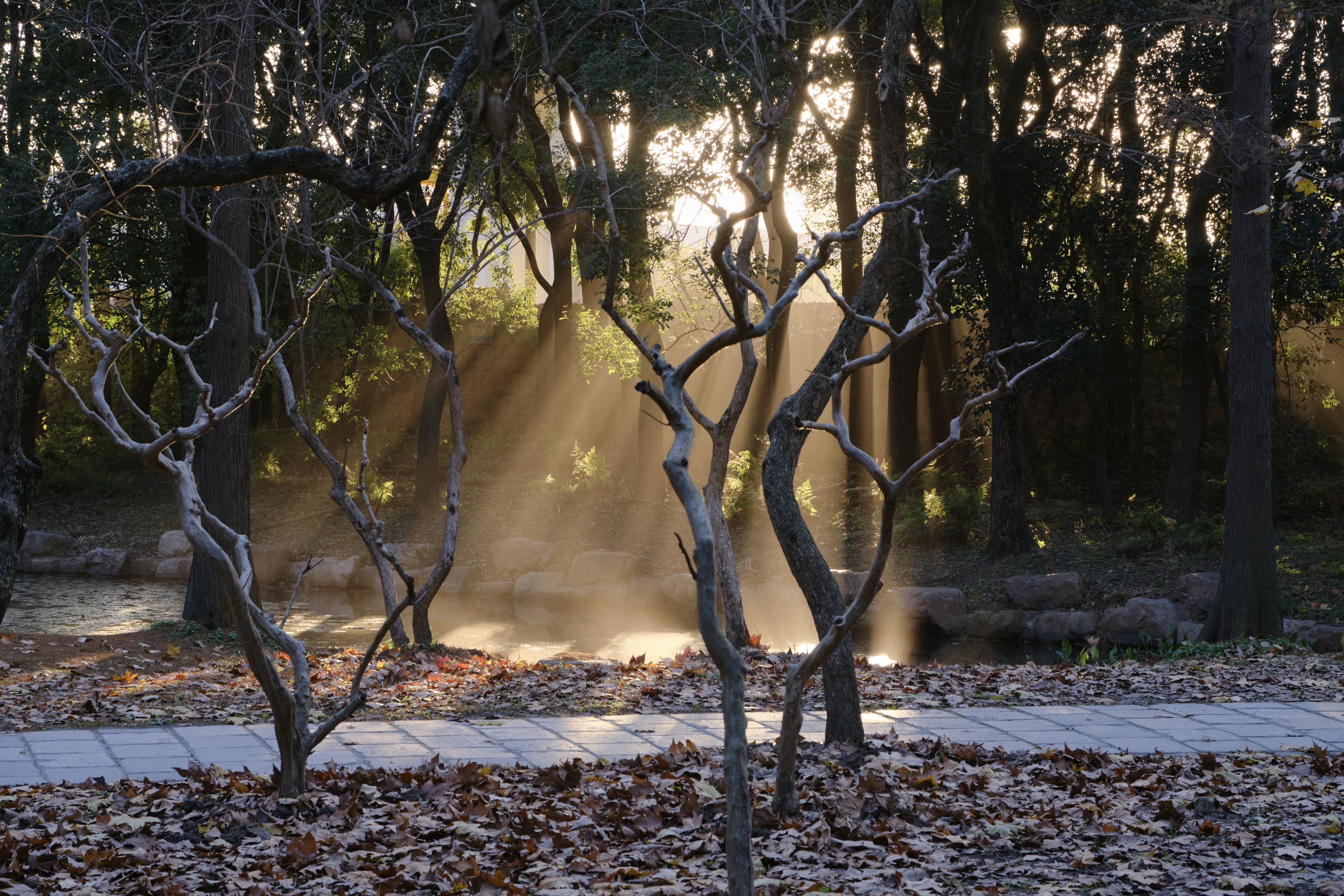 Sun rays illuminating a forest path through trees