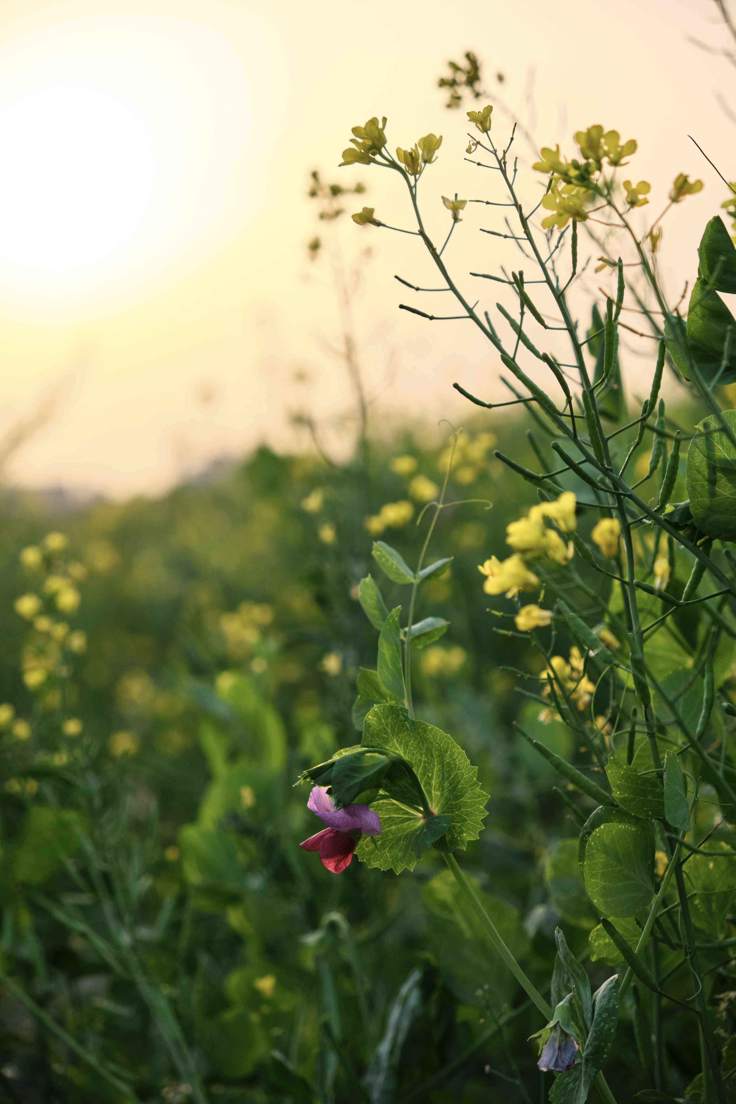 Field of green plants with yellow flowers, a prominent pink blossom in the foreground, illuminated by soft golden light