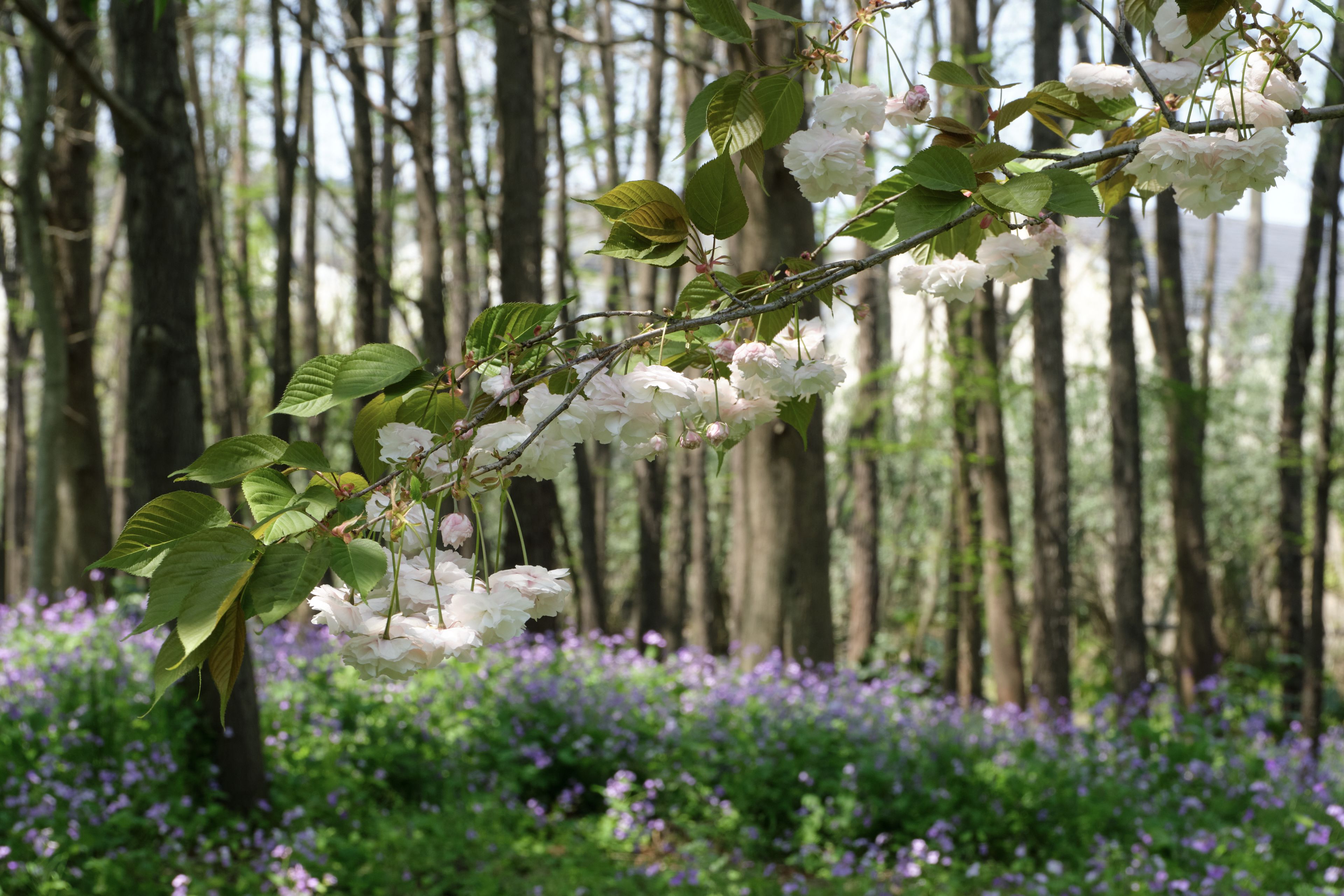 Close-up of white blossoms on a branch in a sun-dappled forest with green undergrowth and purple flowers