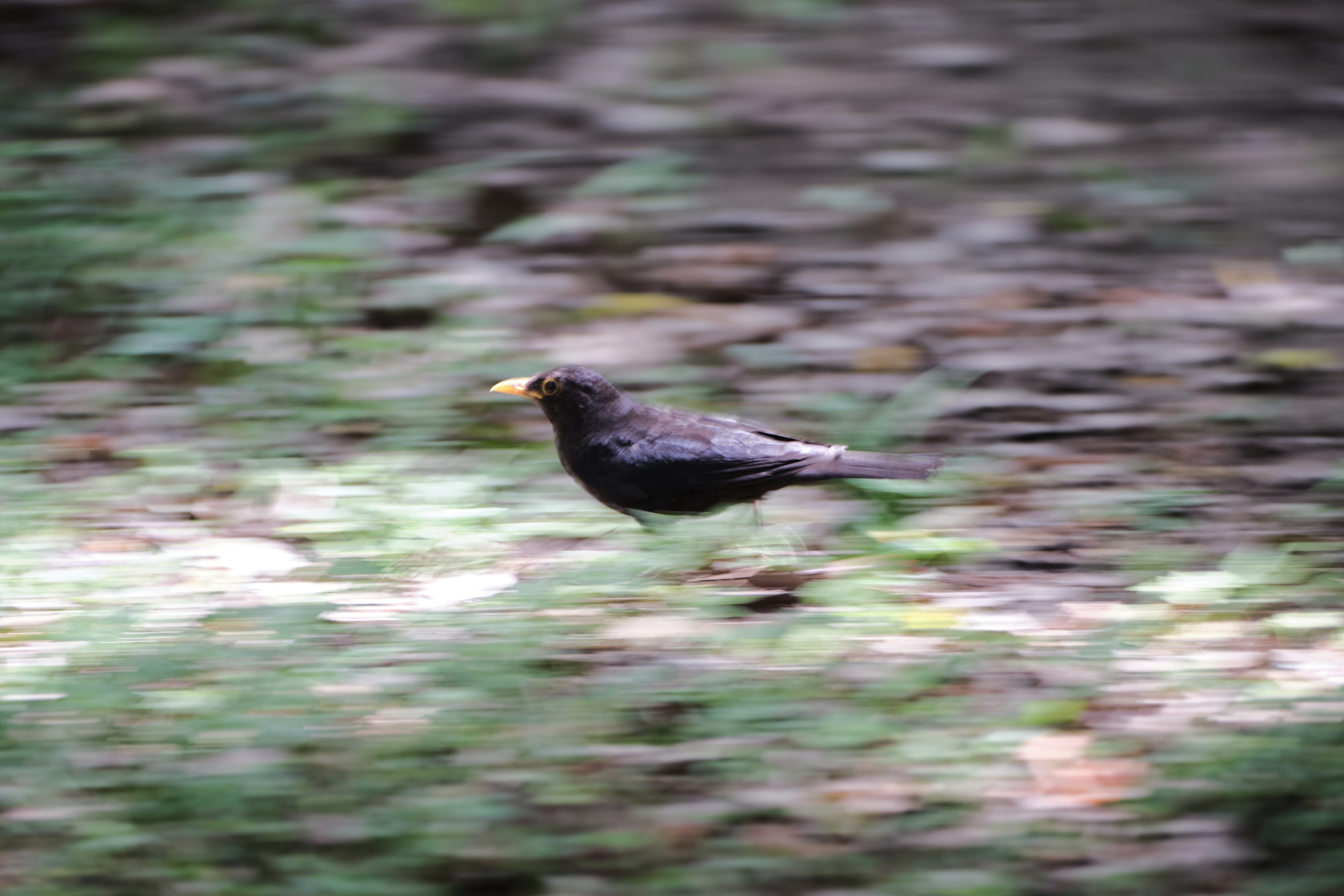 Black bird with yellow beak walking on blurred green and brown ground