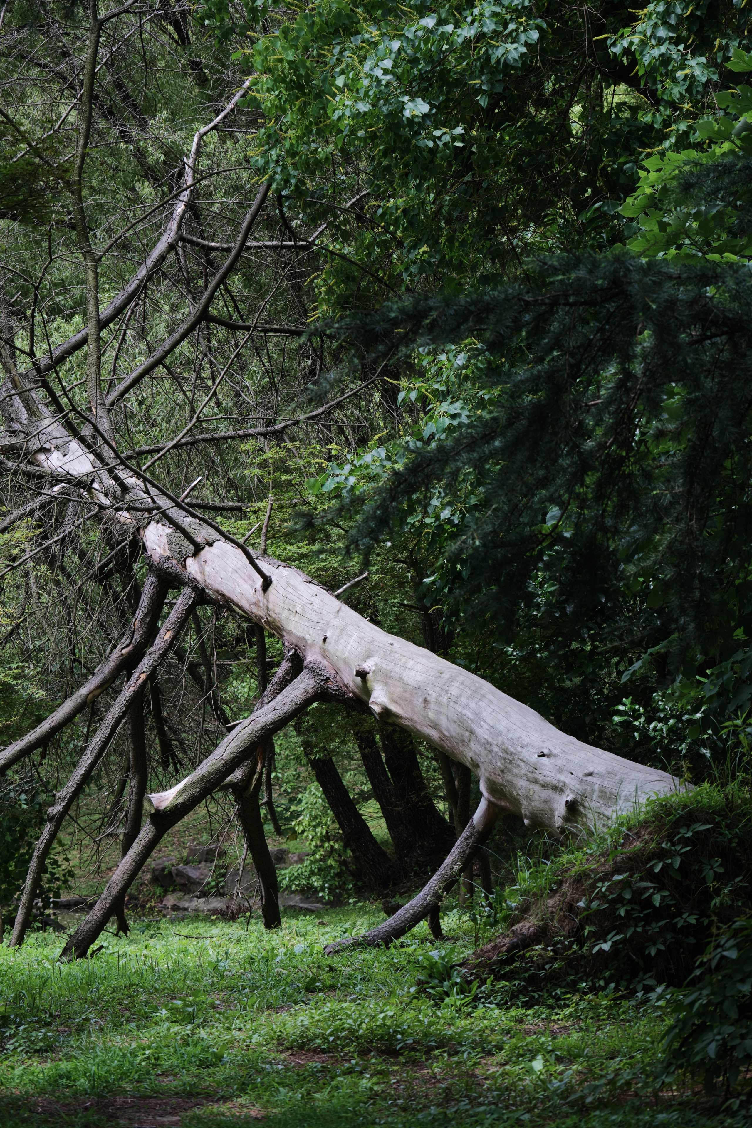 A large, pale, fallen tree trunk with bare branches lies diagonally across a lush green forest floor, surrounded by dense green foliage and trees