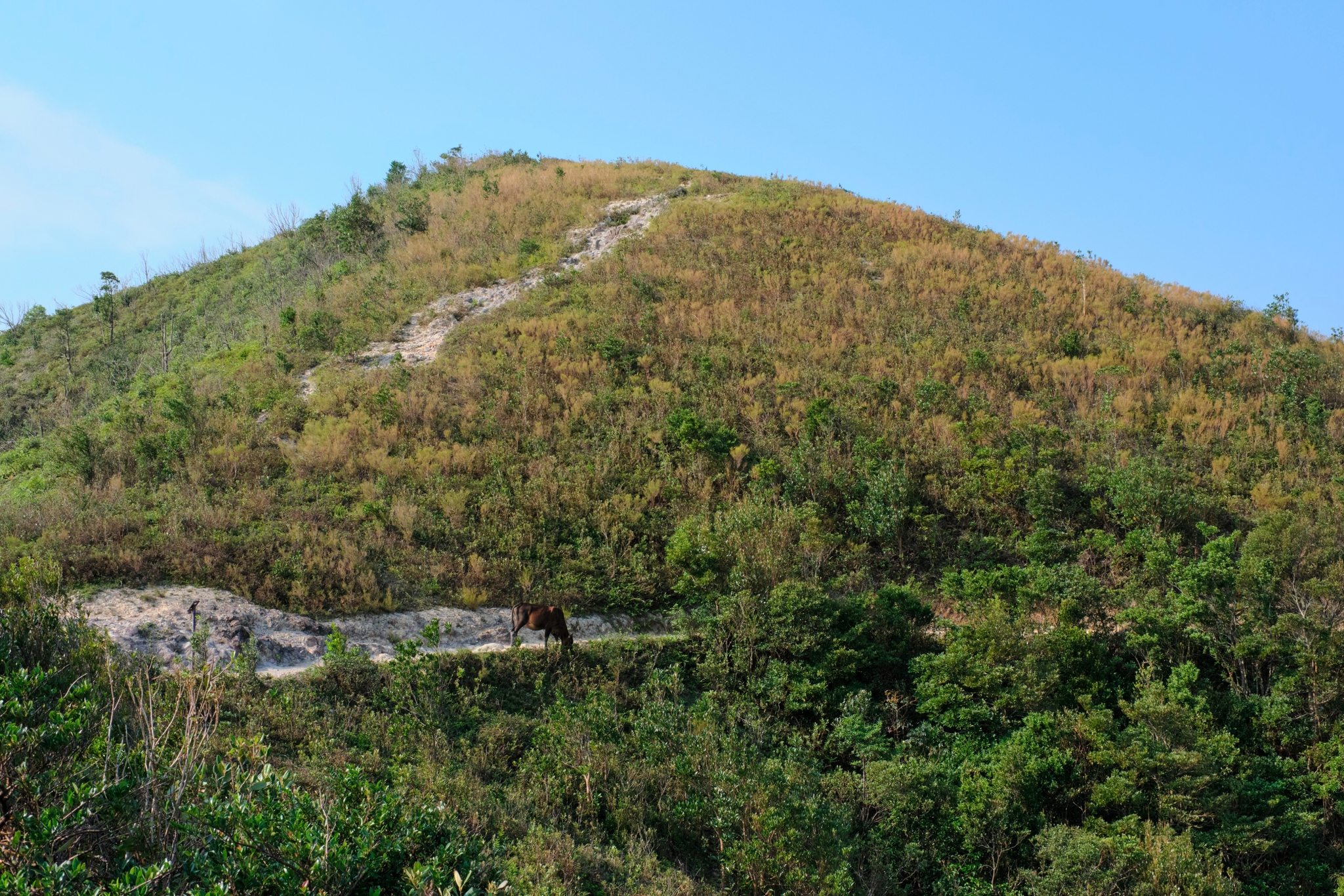 Hill with green and dry vegetation, dirt path, blue sky