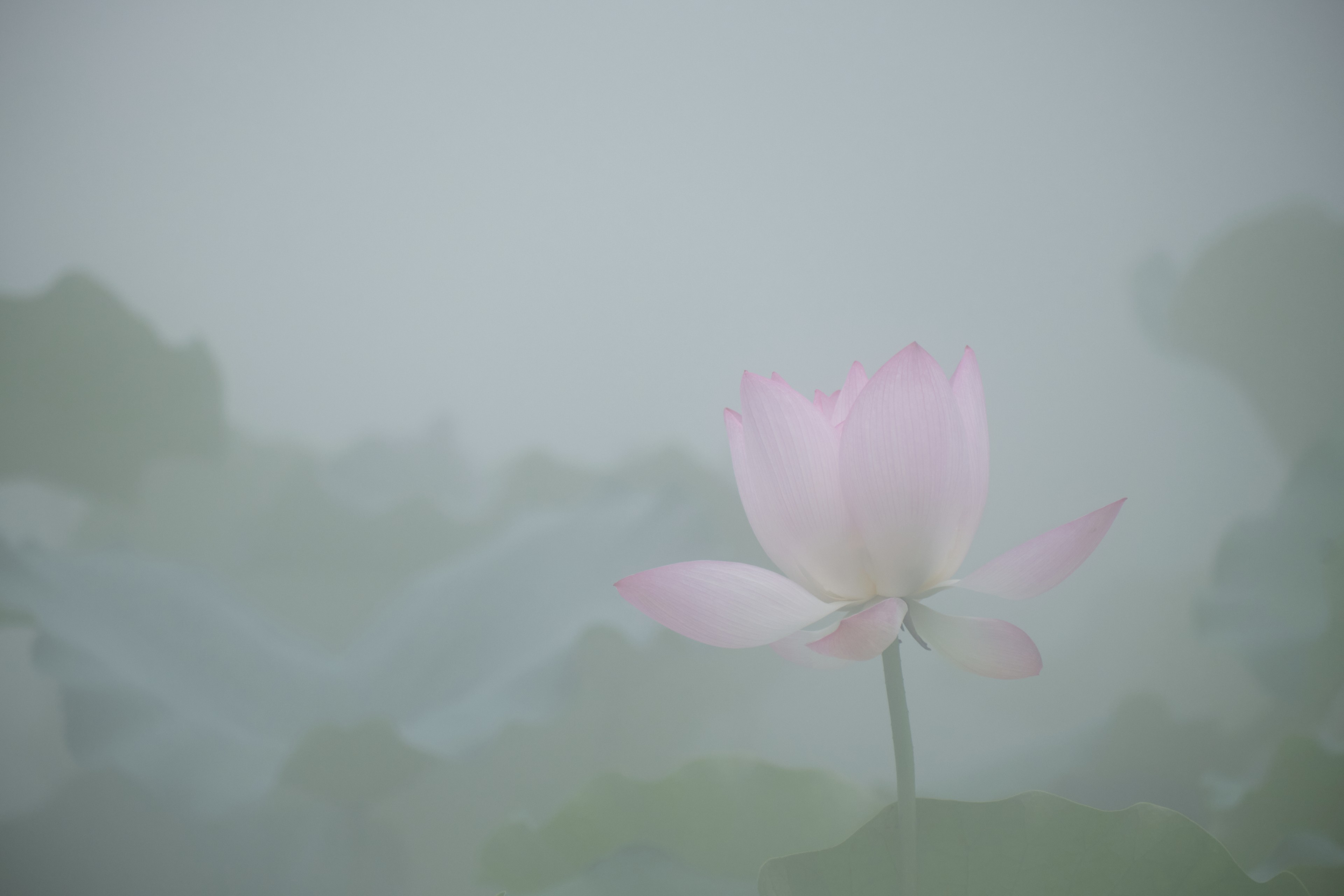 Single pink lotus flower amidst green leaves and light grey mist