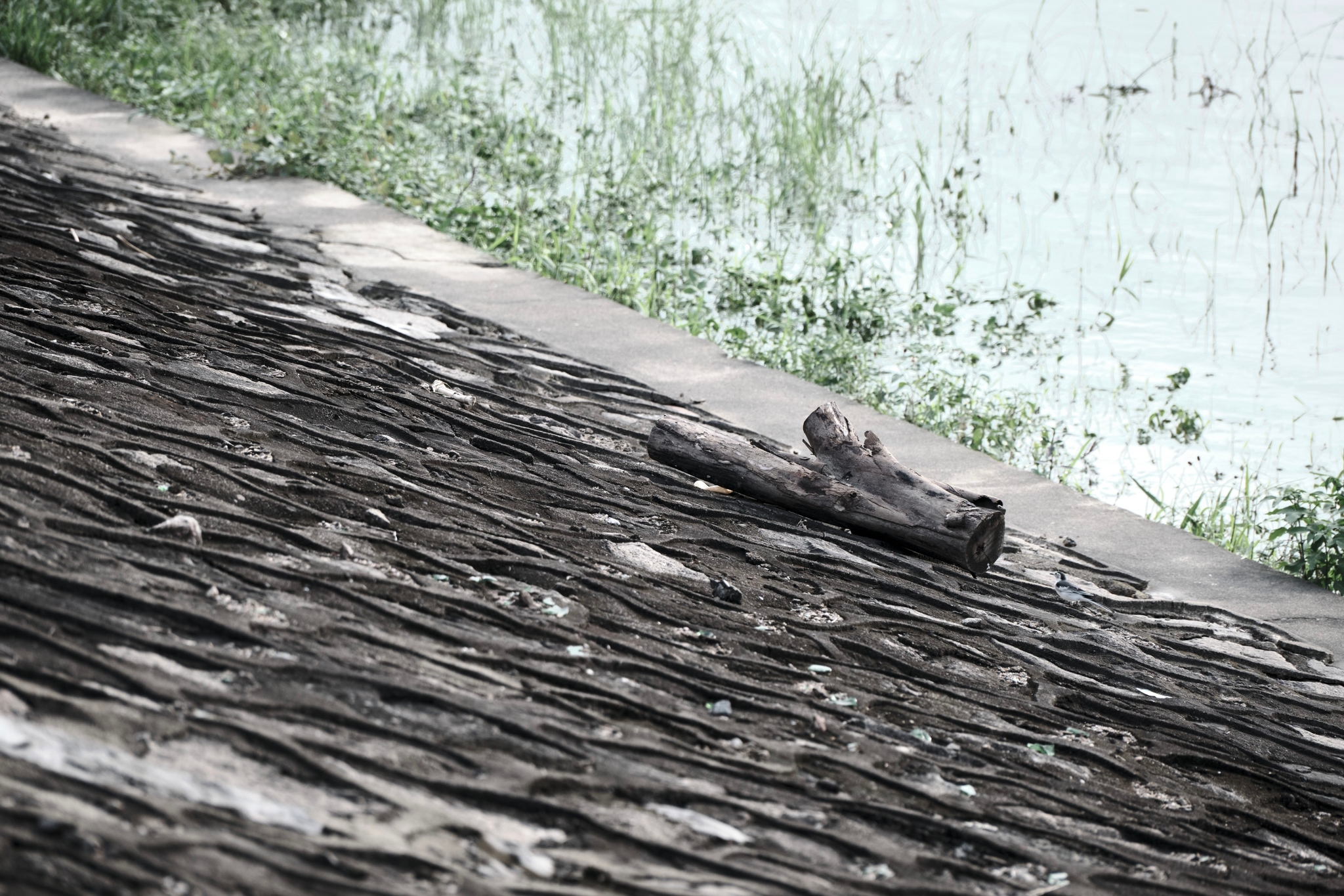 Log on dark textured bank next to murky green water