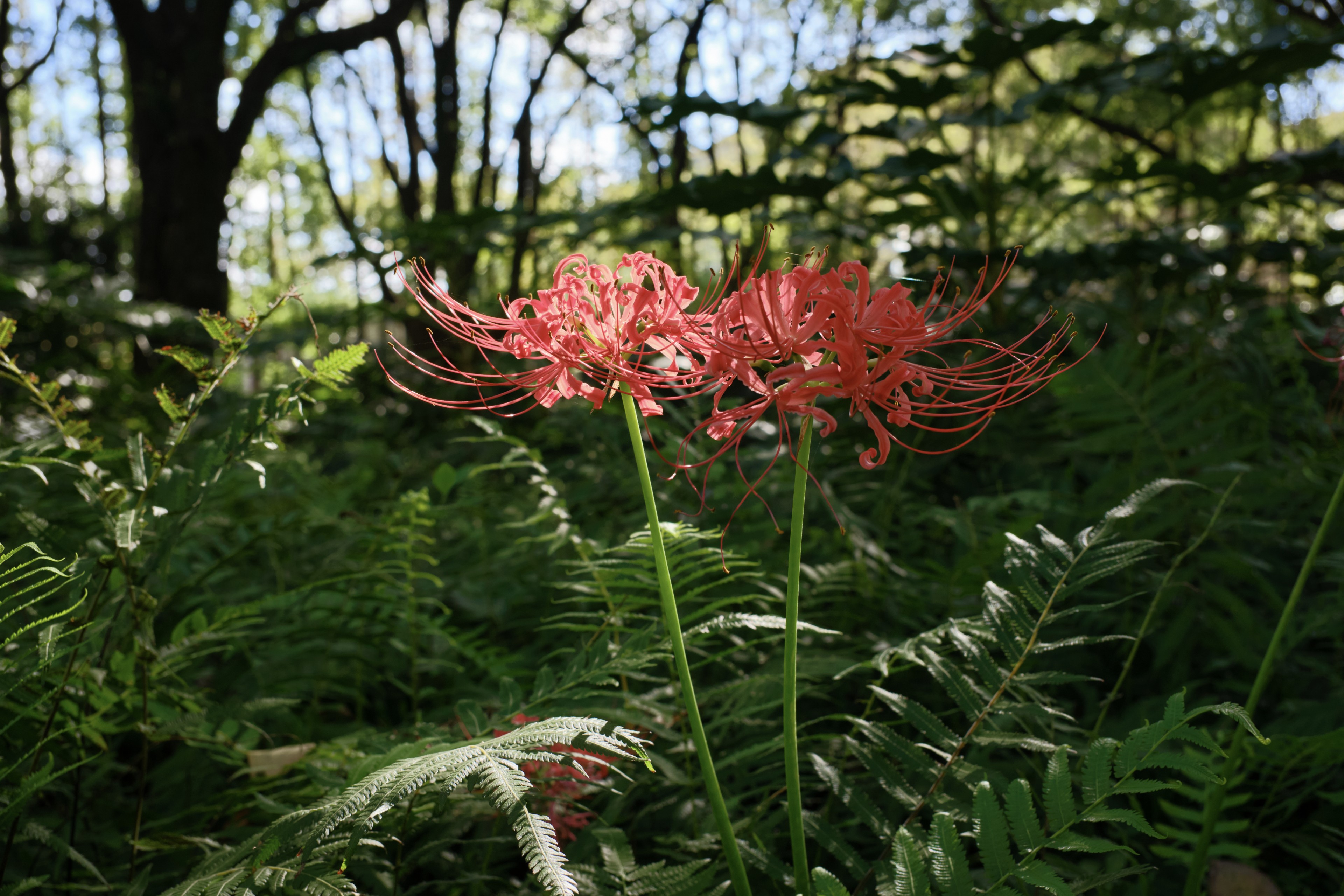 Two red spider lily flowers among green foliage