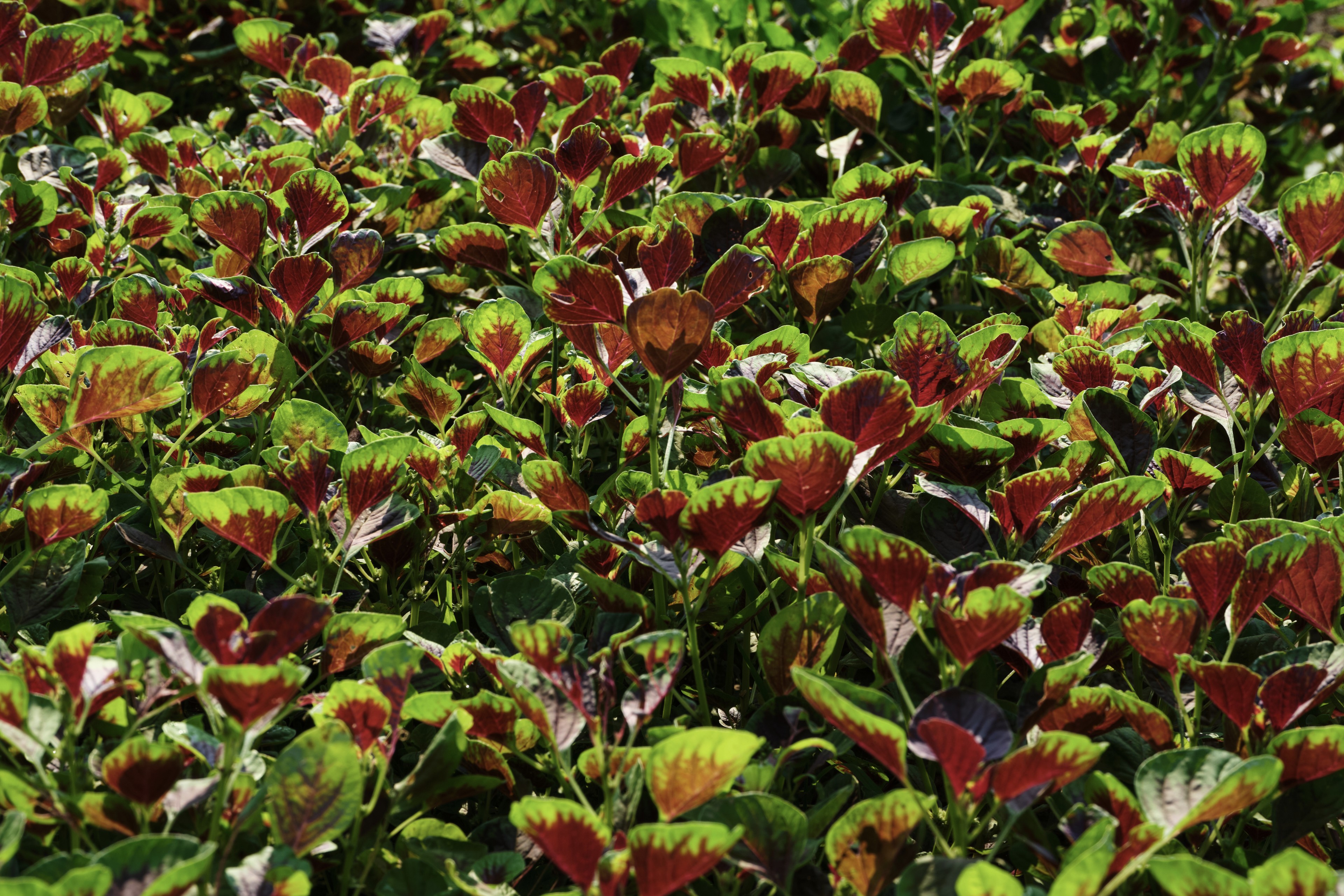 Dense patch of variegated plants with red and green leaves