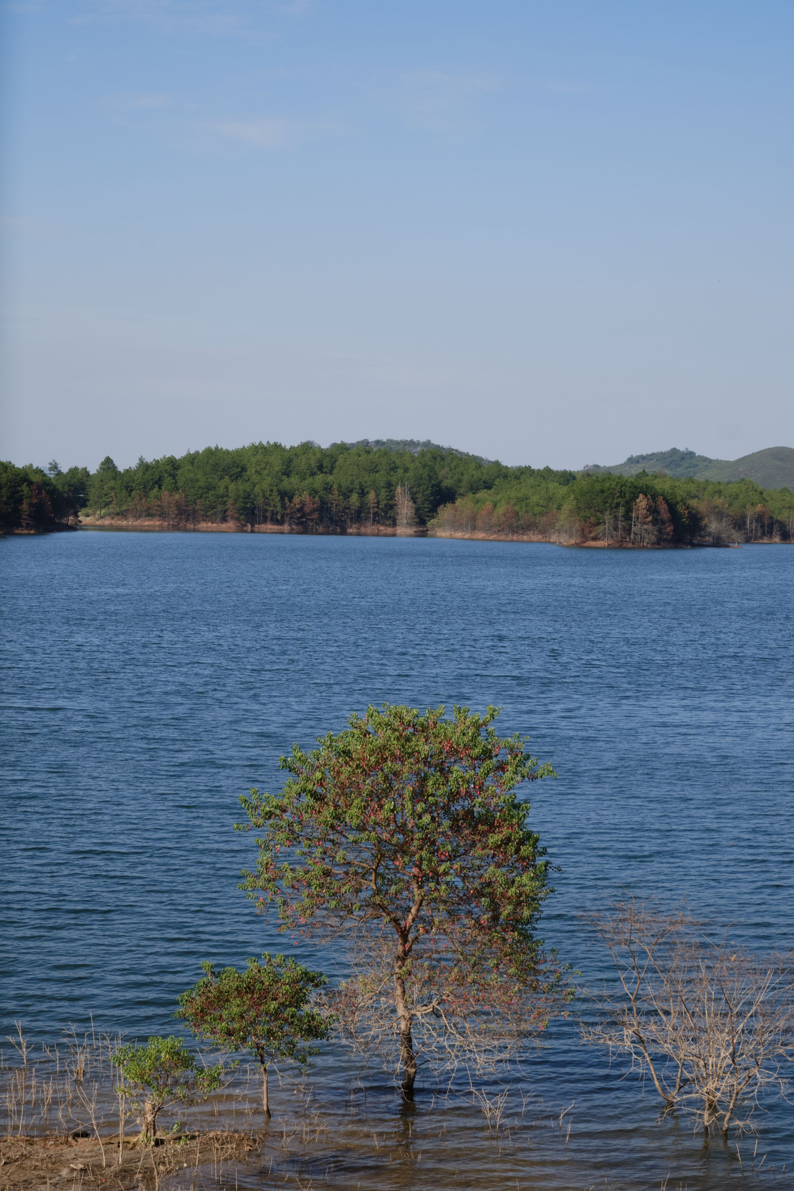 Tree of the reservoir