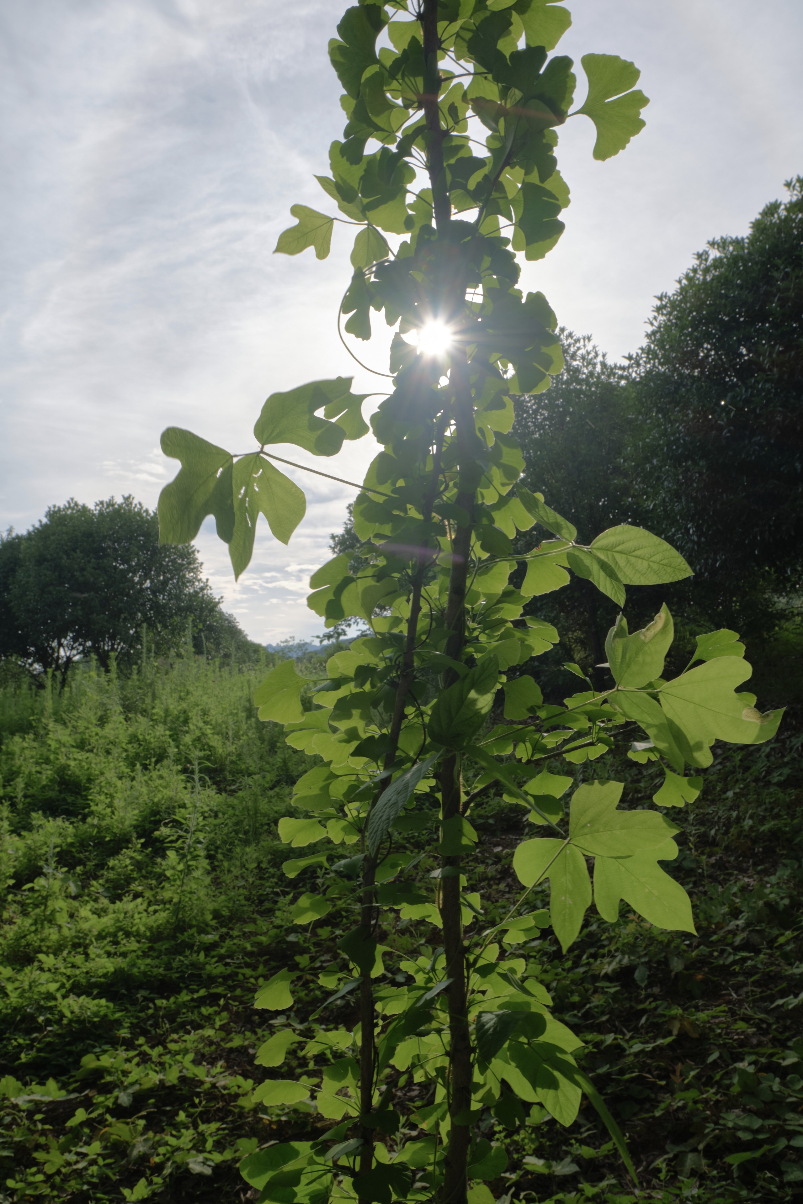 Tall leafy plant backlit by sun against green field