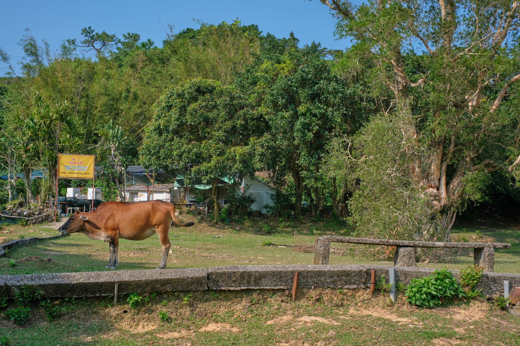Brown cow on concrete path in grassy field, dense green trees and distant buildings under blue sky