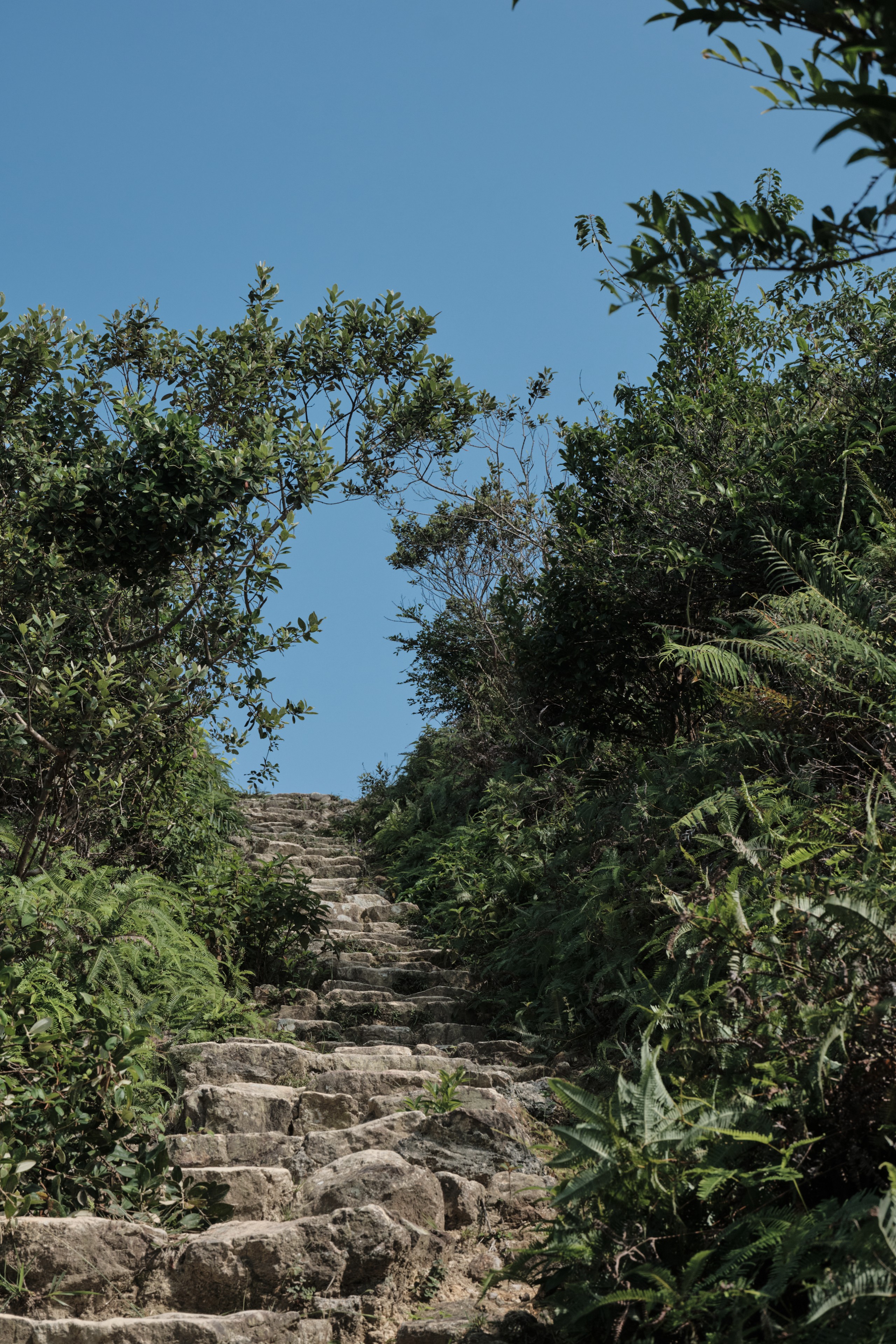 Stone steps ascend through dense green foliage under a clear blue sky