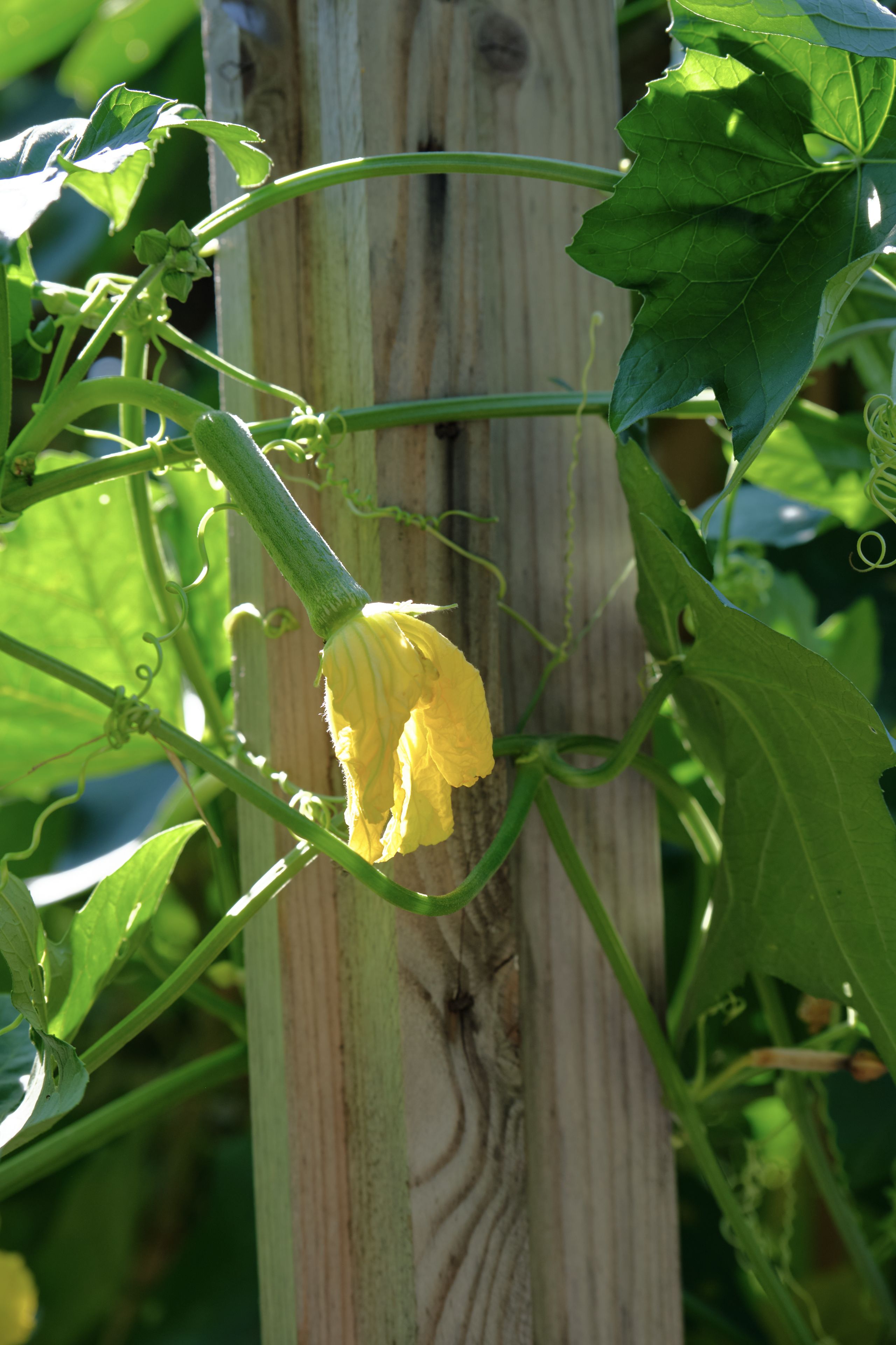 Close-up of a vibrant yellow flower with green stem and leaves, growing on a vine wrapped around a weathered wooden post