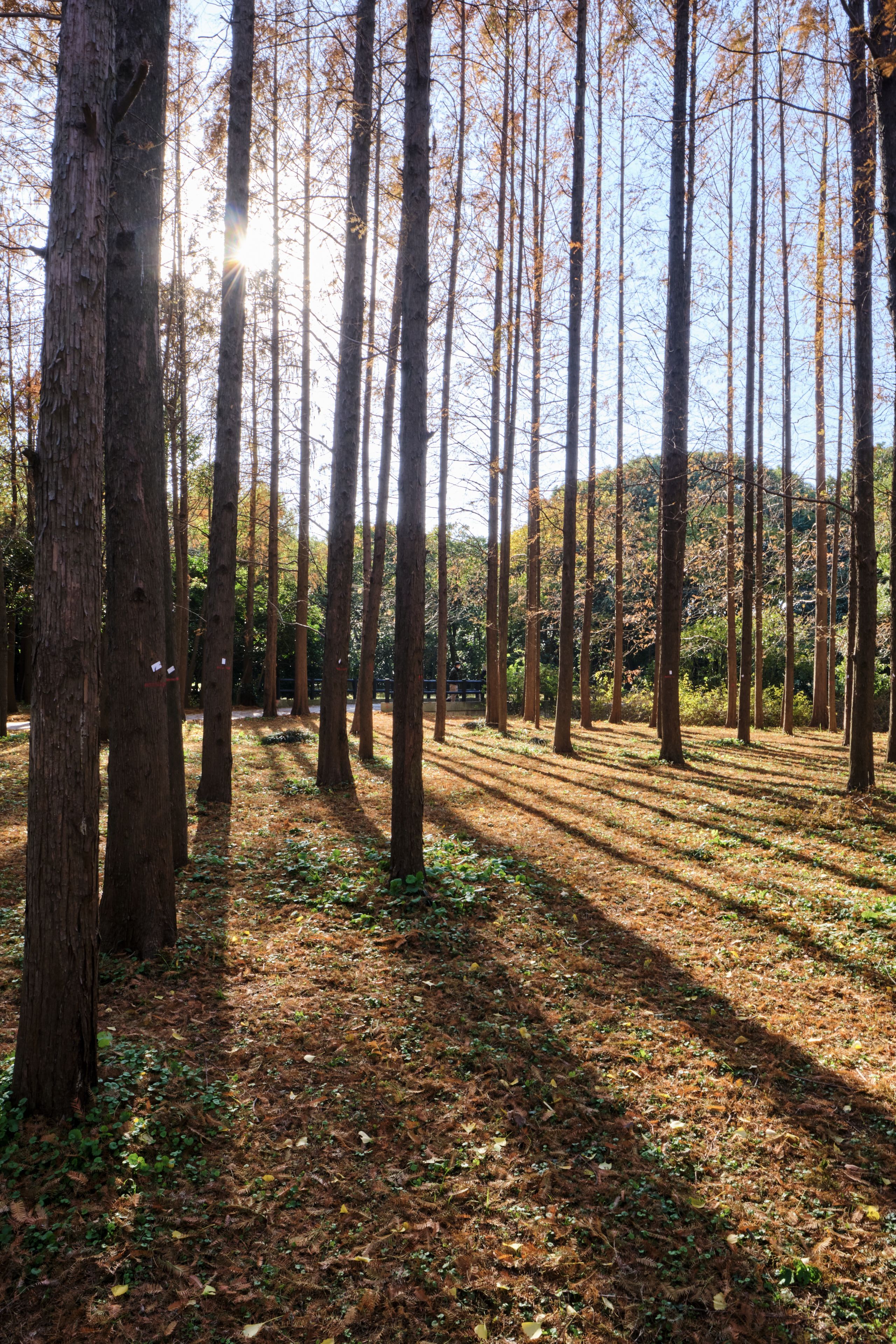 Tall slender trees casting long shadows on a leaf-covered forest floor, illuminated by bright sunlight
