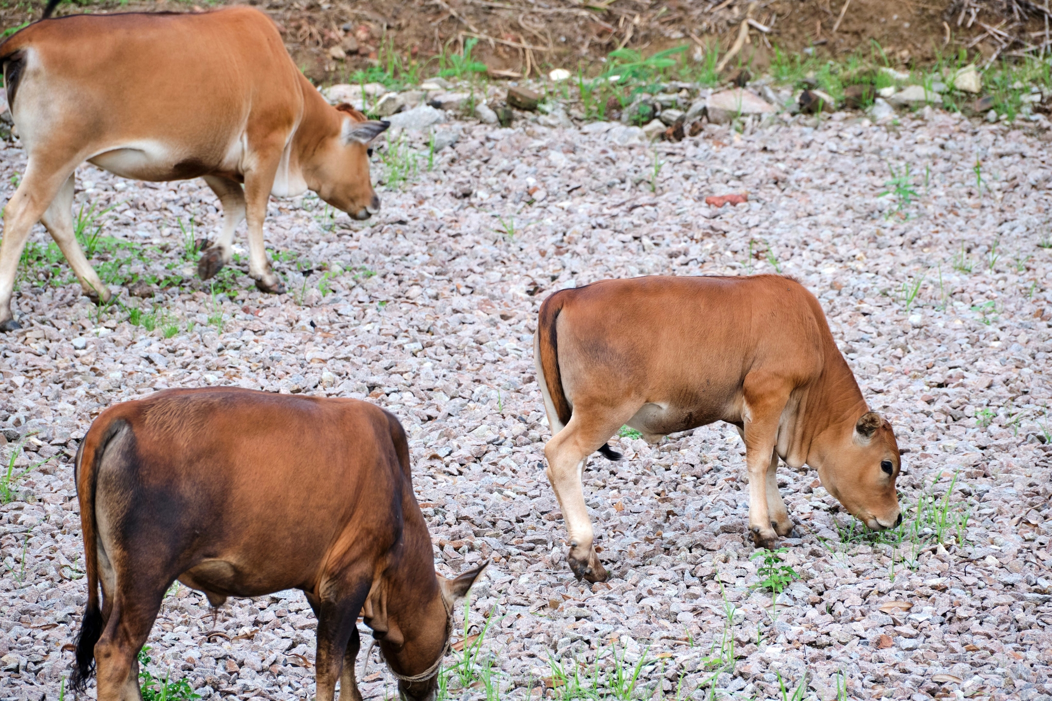 Three light brown cattle grazing on rocky ground with sparse grass