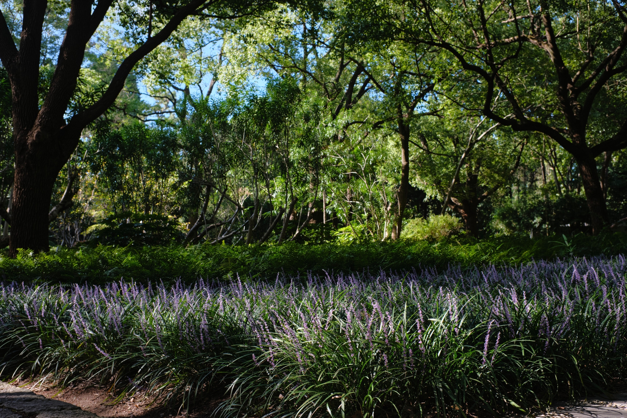 Lush garden with foreground ornamental grasses, midground shrubs, and large background trees