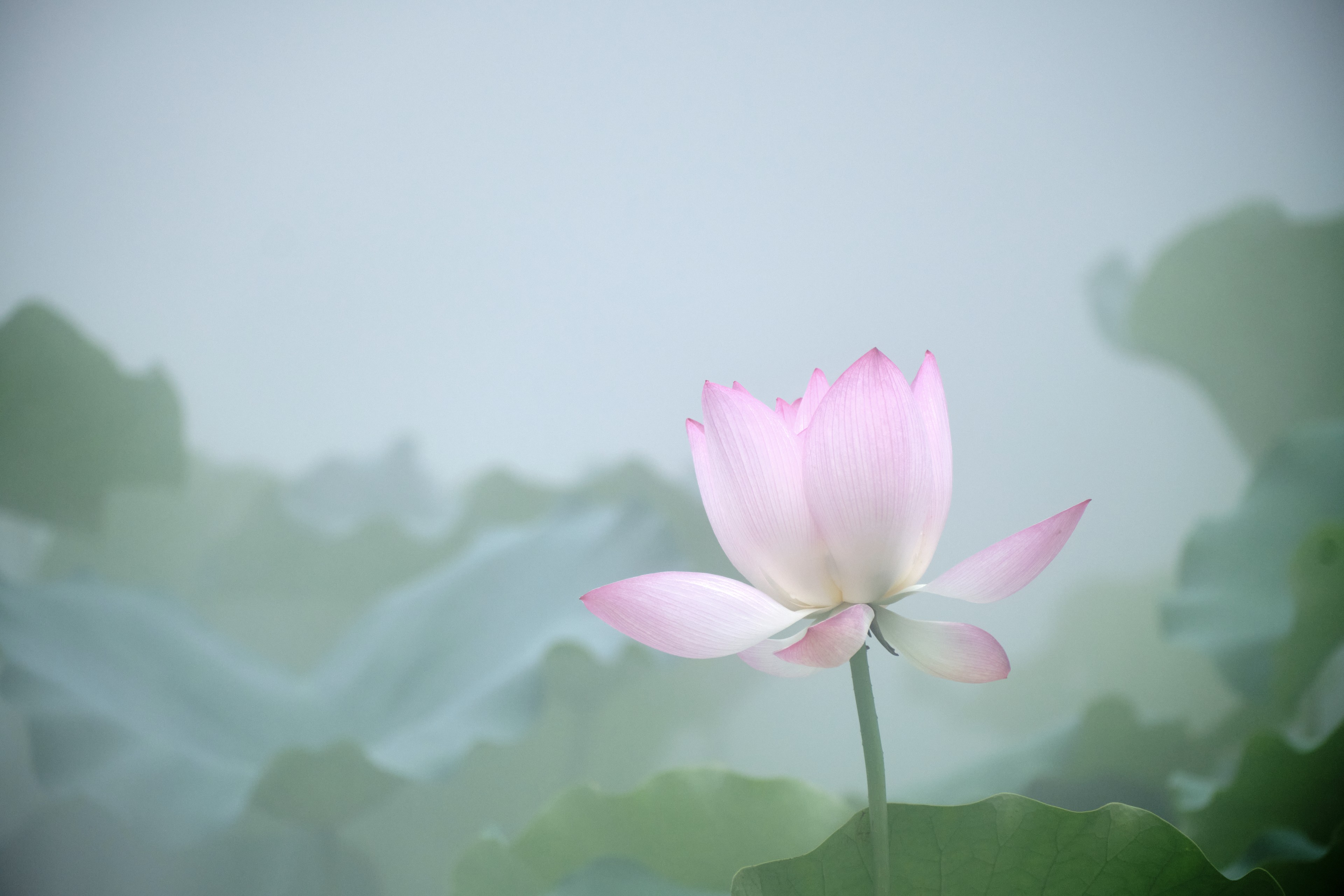 Single pink lotus flower amidst misty green foliage