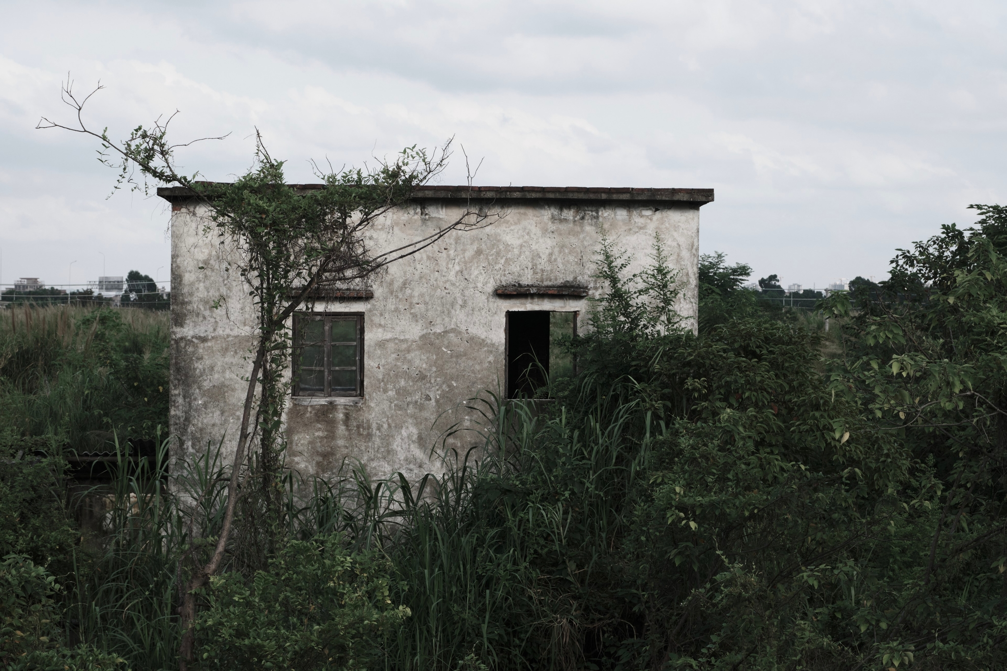 Weathered rectangular building partially obscured by dense overgrown vegetation under an overcast sky