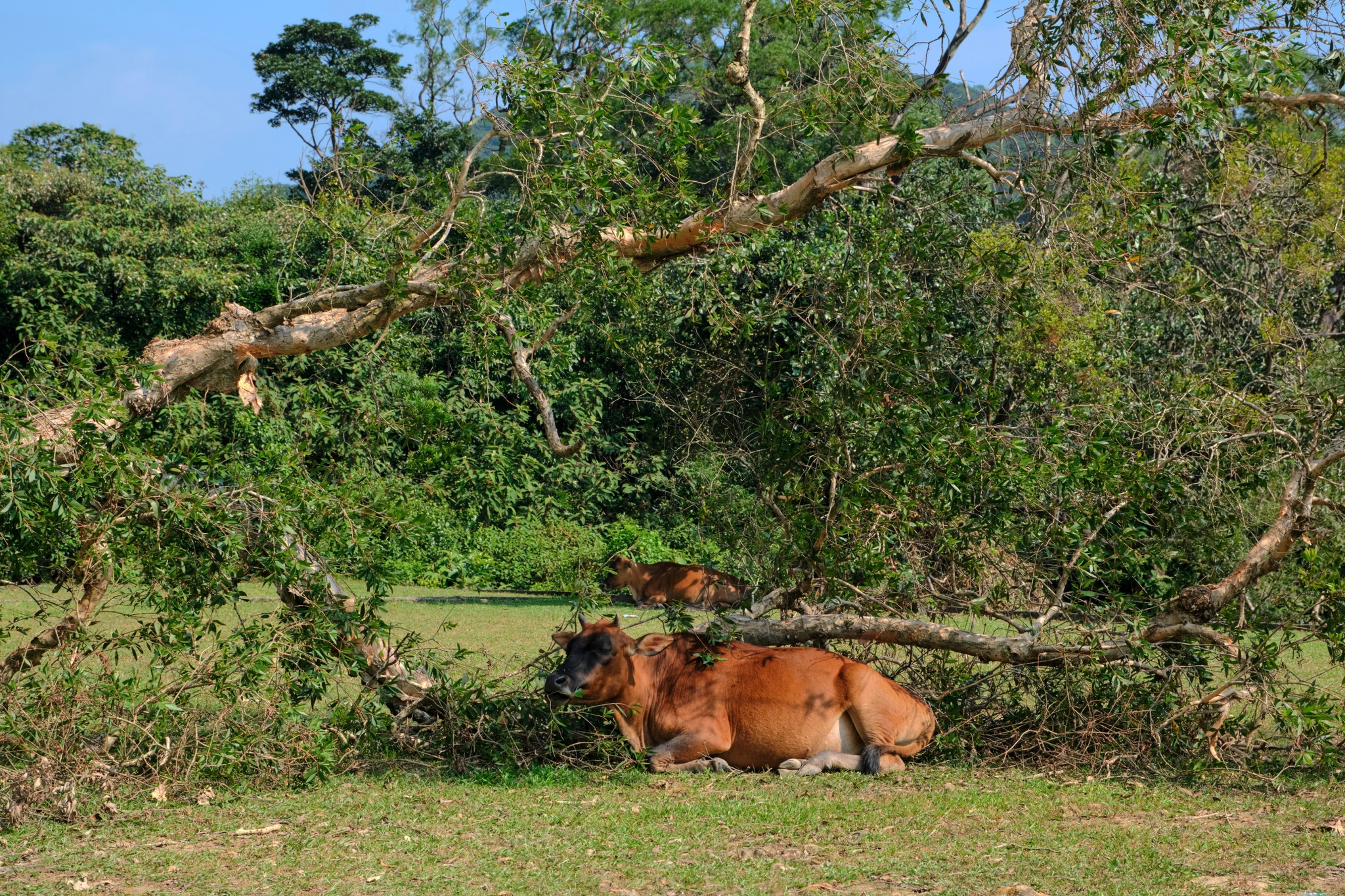 Brown cow lies under trees in a grassy field with dense foliage in background and a branch in foreground