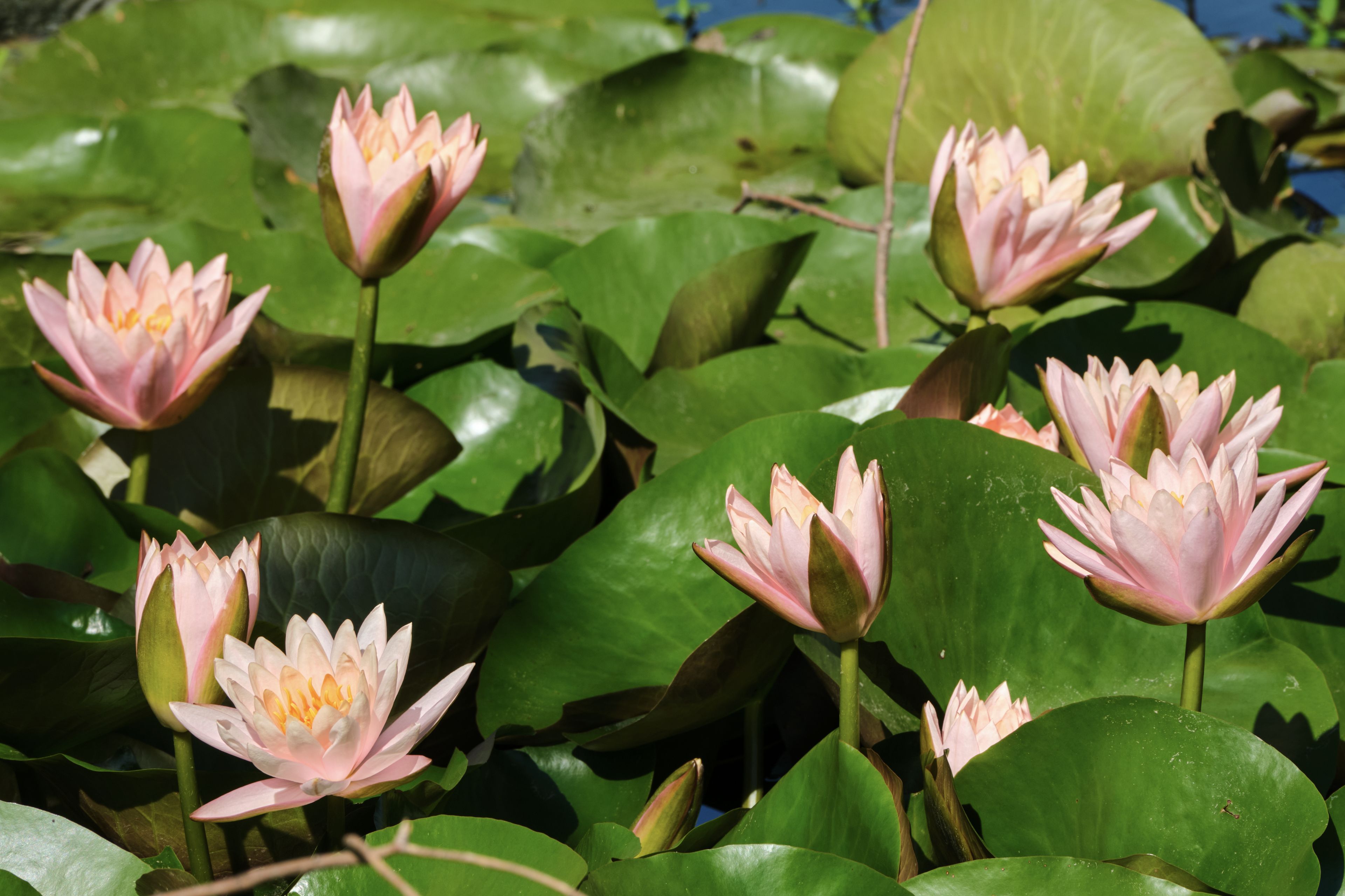 Numerous pink water lilies with green lily pads