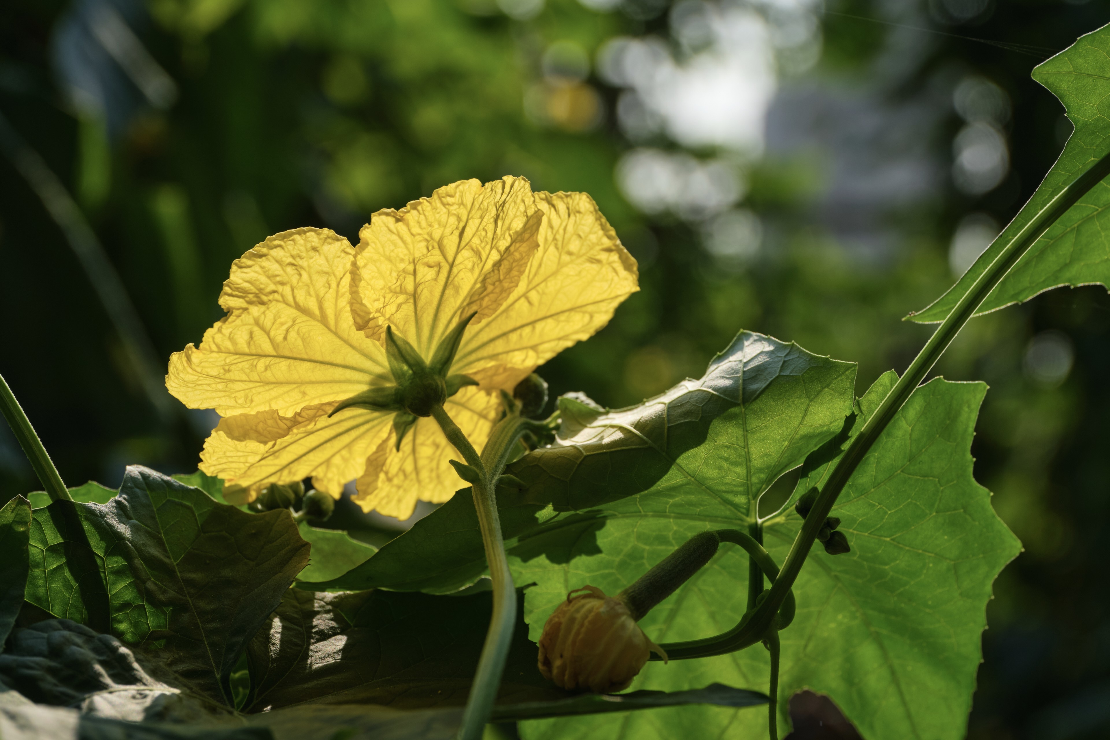 Close-up of backlit yellow flower among green foliage