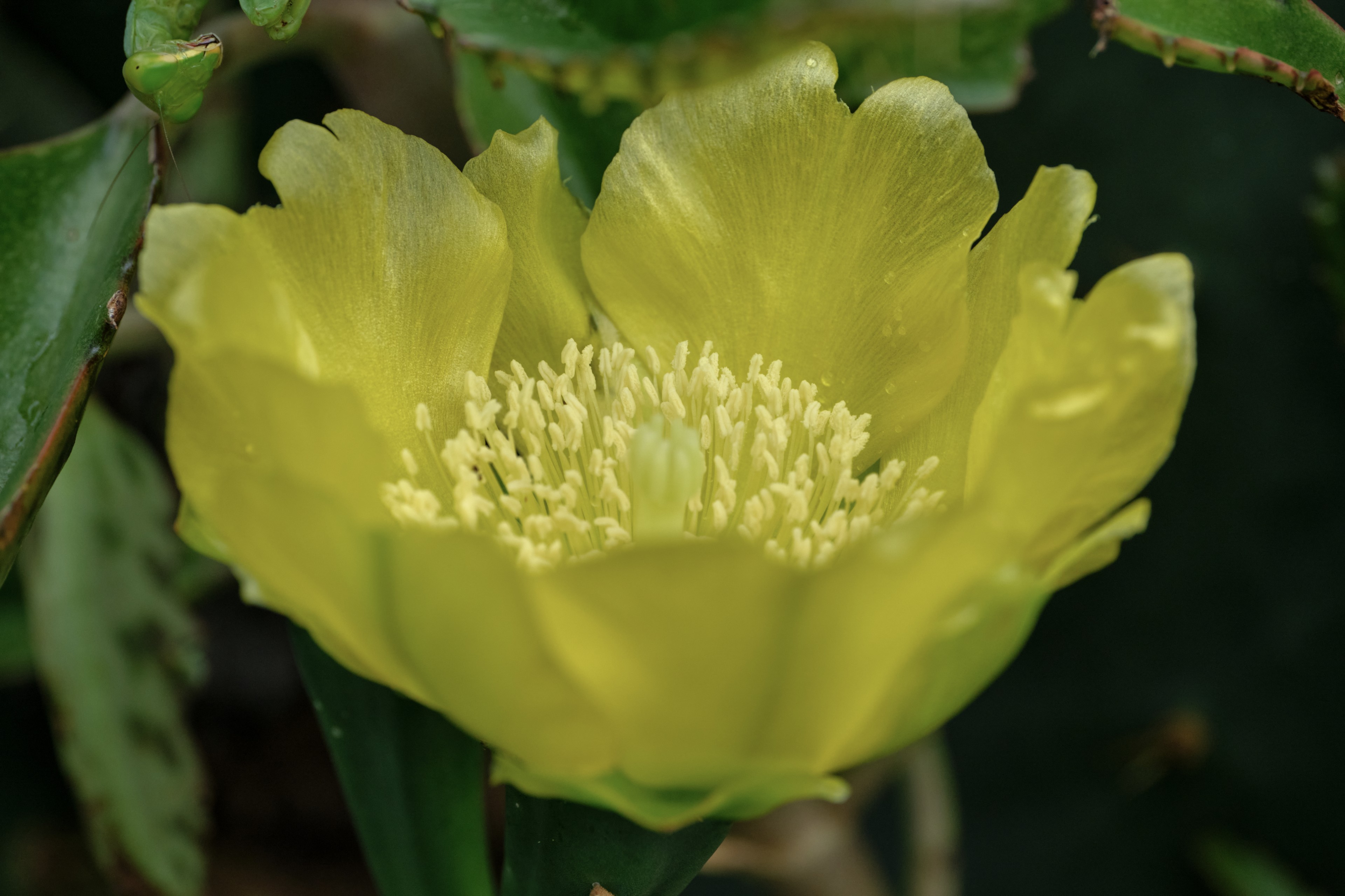 Close-up of a bright yellow cactus flower with numerous yellow stamens