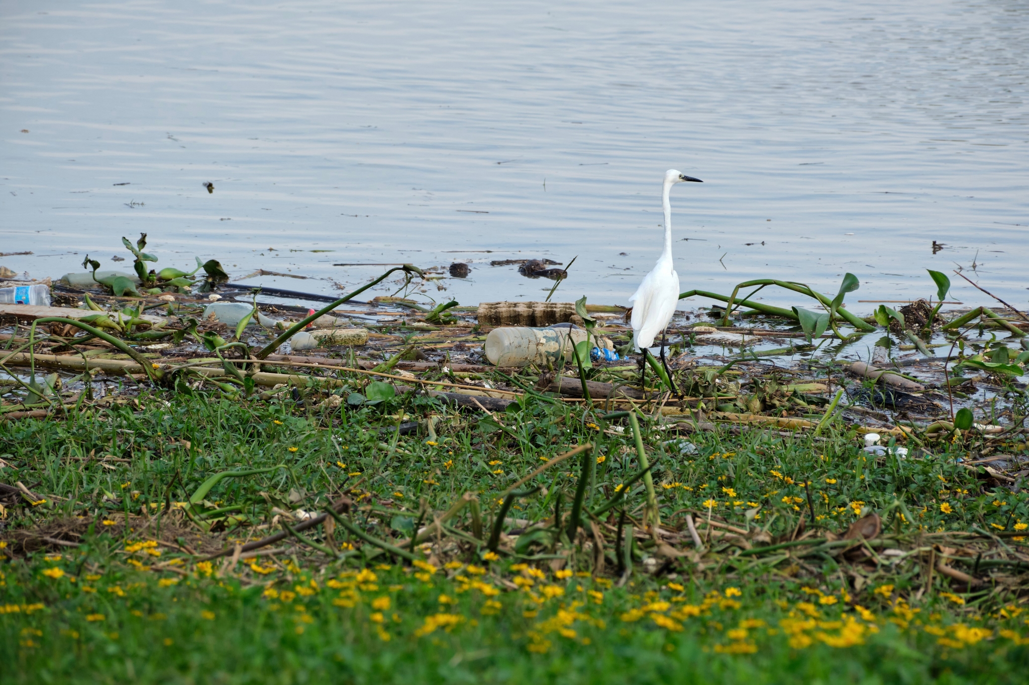 White egret stands on a debris-laden shore beside calm water, with green grass and yellow flowers in the foreground