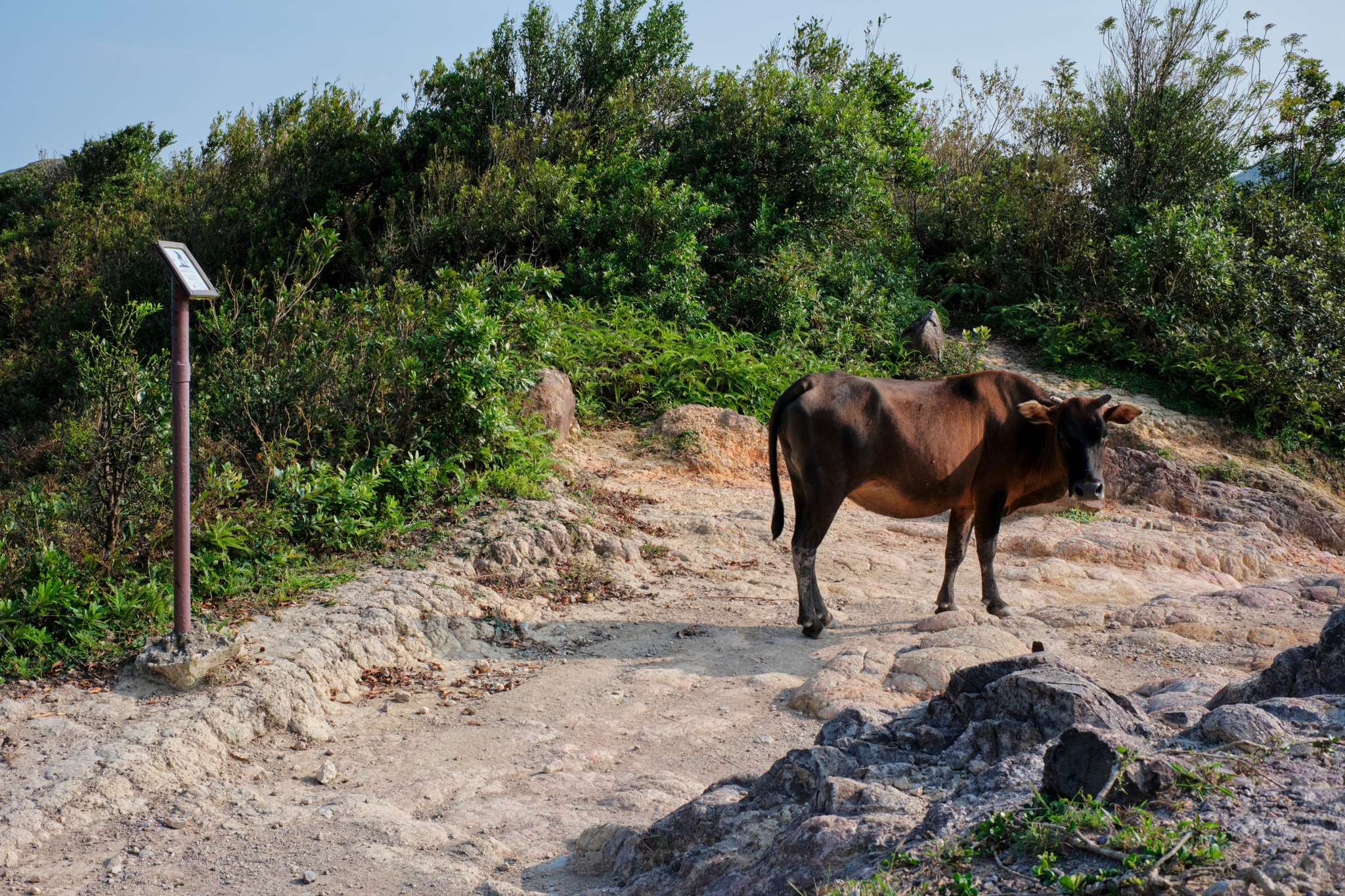 Brown cow on dirt path amidst green foliage, small signpost visible