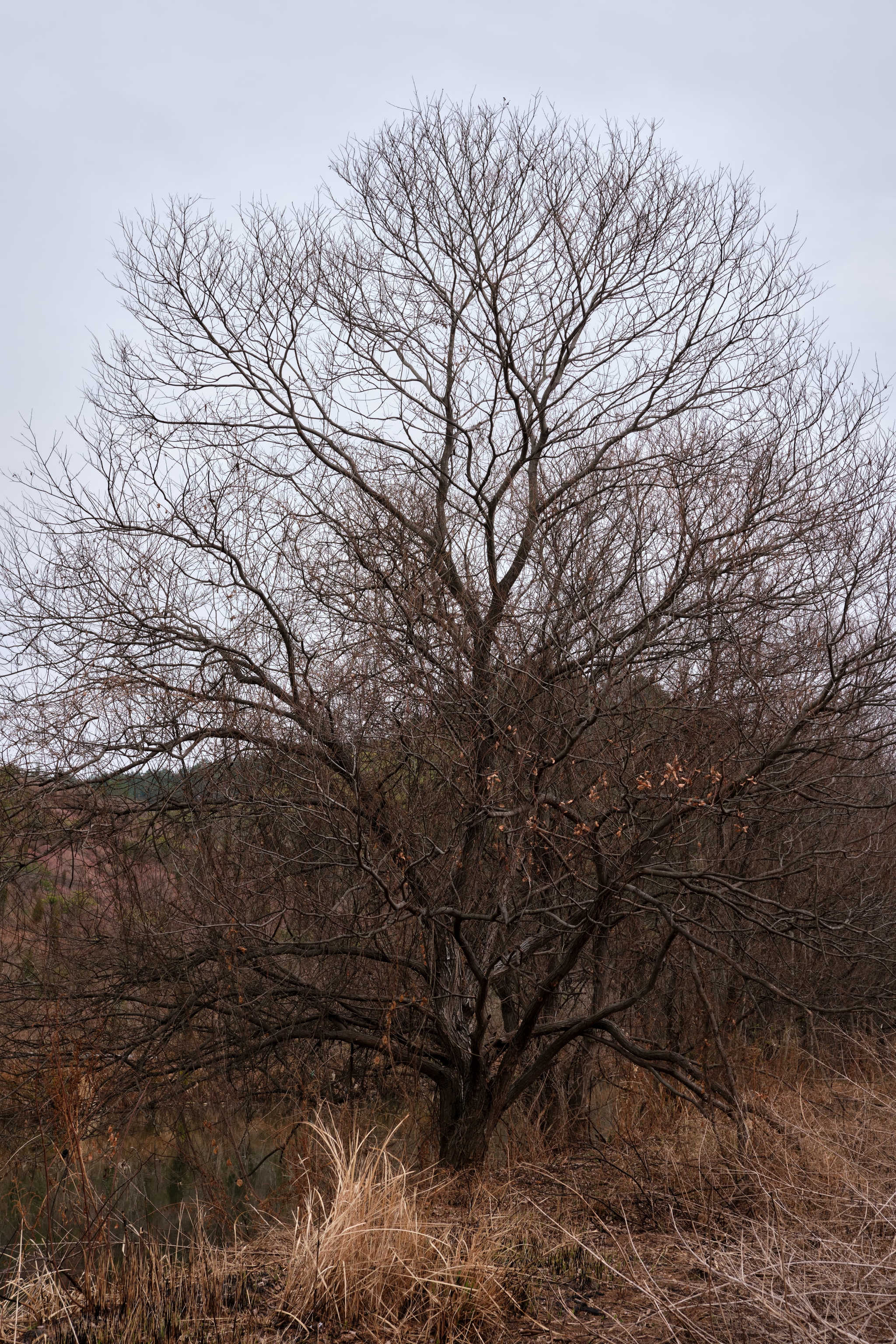 Winter tree