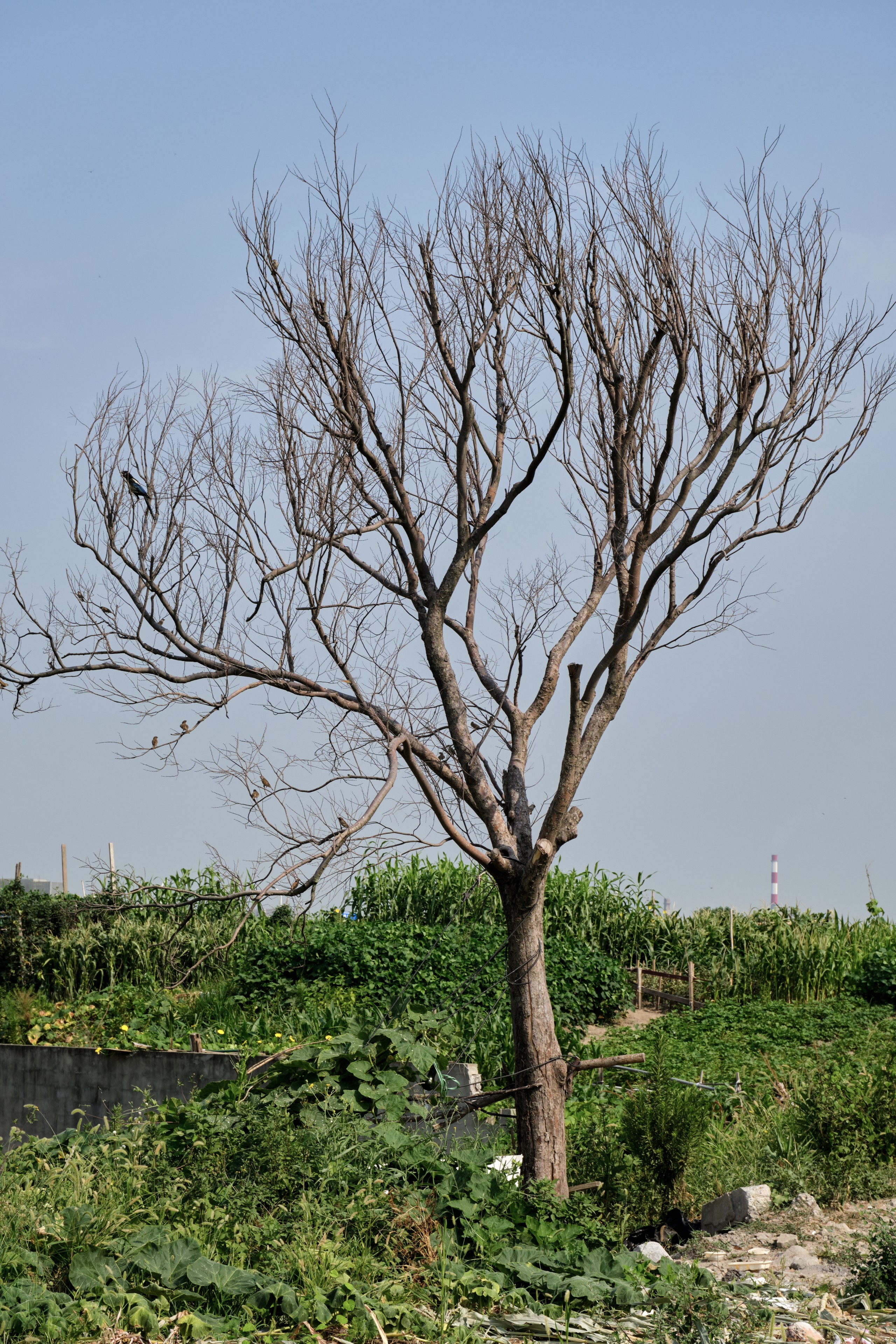Leafless tree with bare branches against a clear blue sky, surrounded by green vegetation