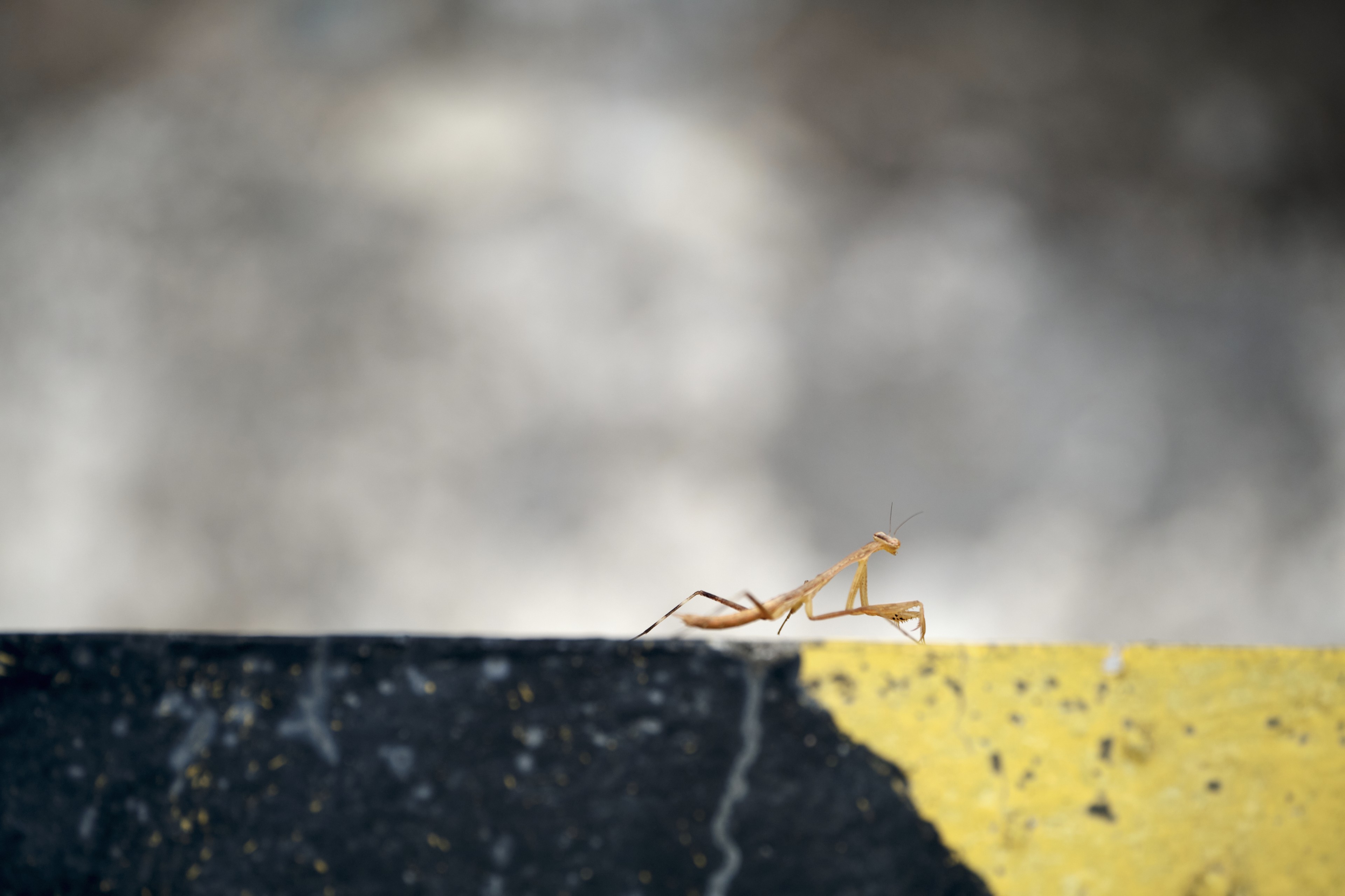 Small light brown insect on a textured dark grey and yellow concrete edge, against a blurry light grey background