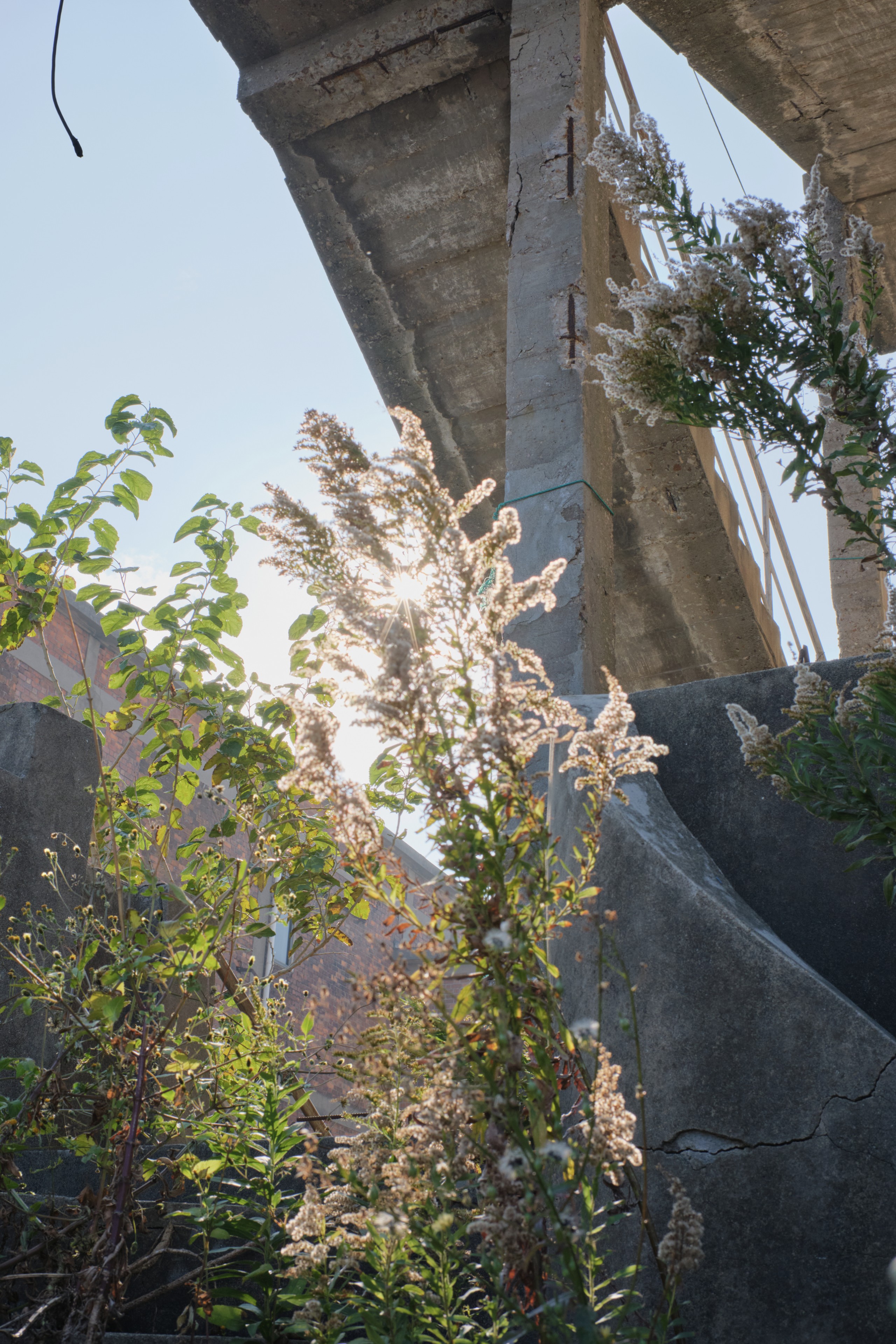 Tall plant with feathery blossoms backlit by sun against crumbling concrete structures and blue sky