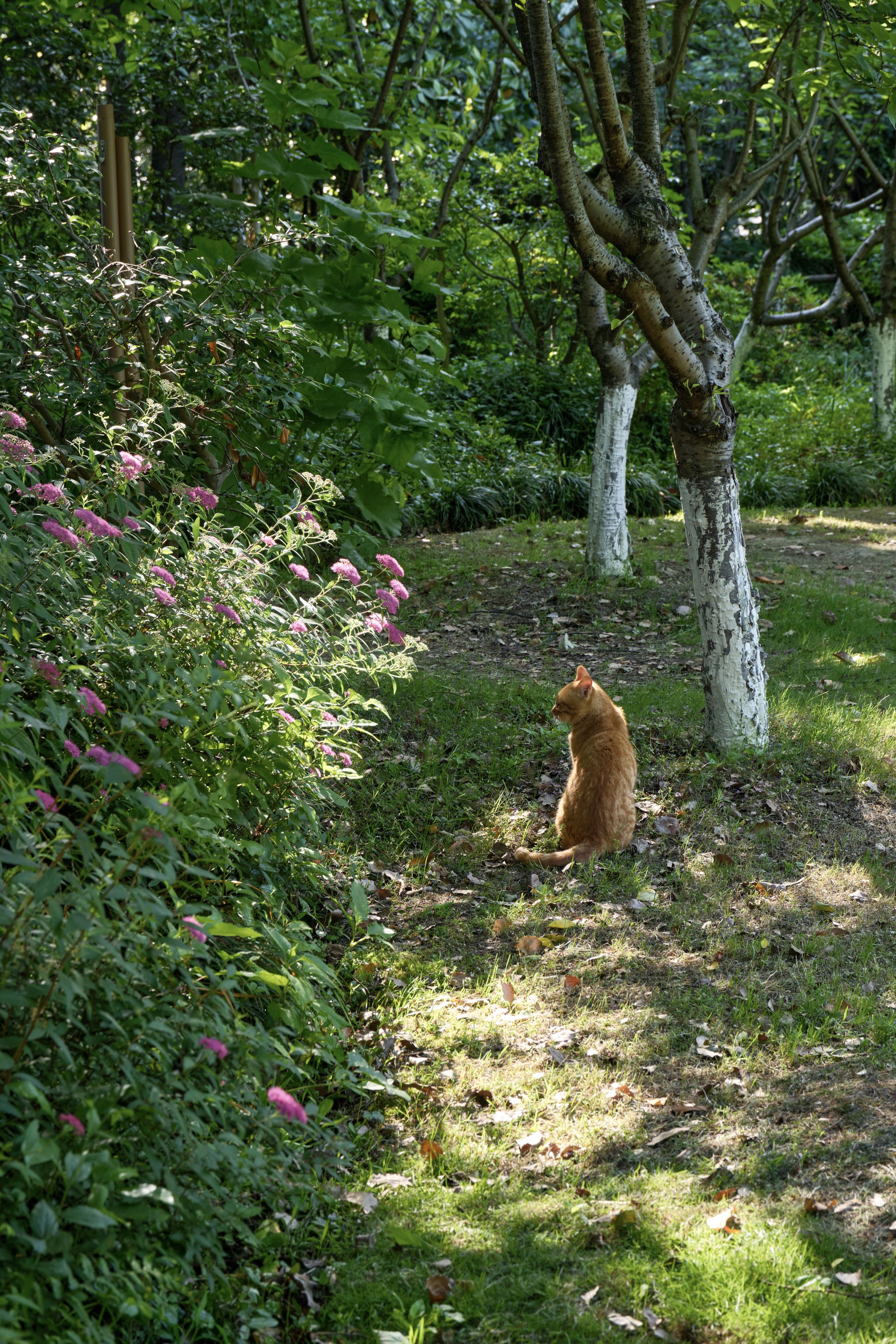 Cat & Flower