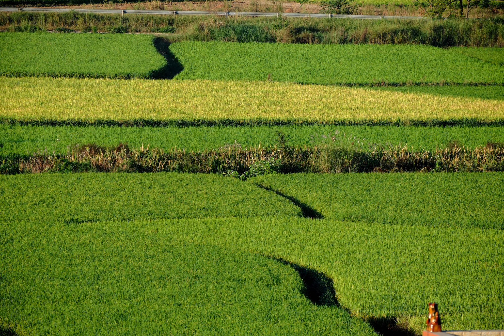 Rectangular agricultural fields in shades of green and yellow, divided by winding dark paths. A person is visible bottom right