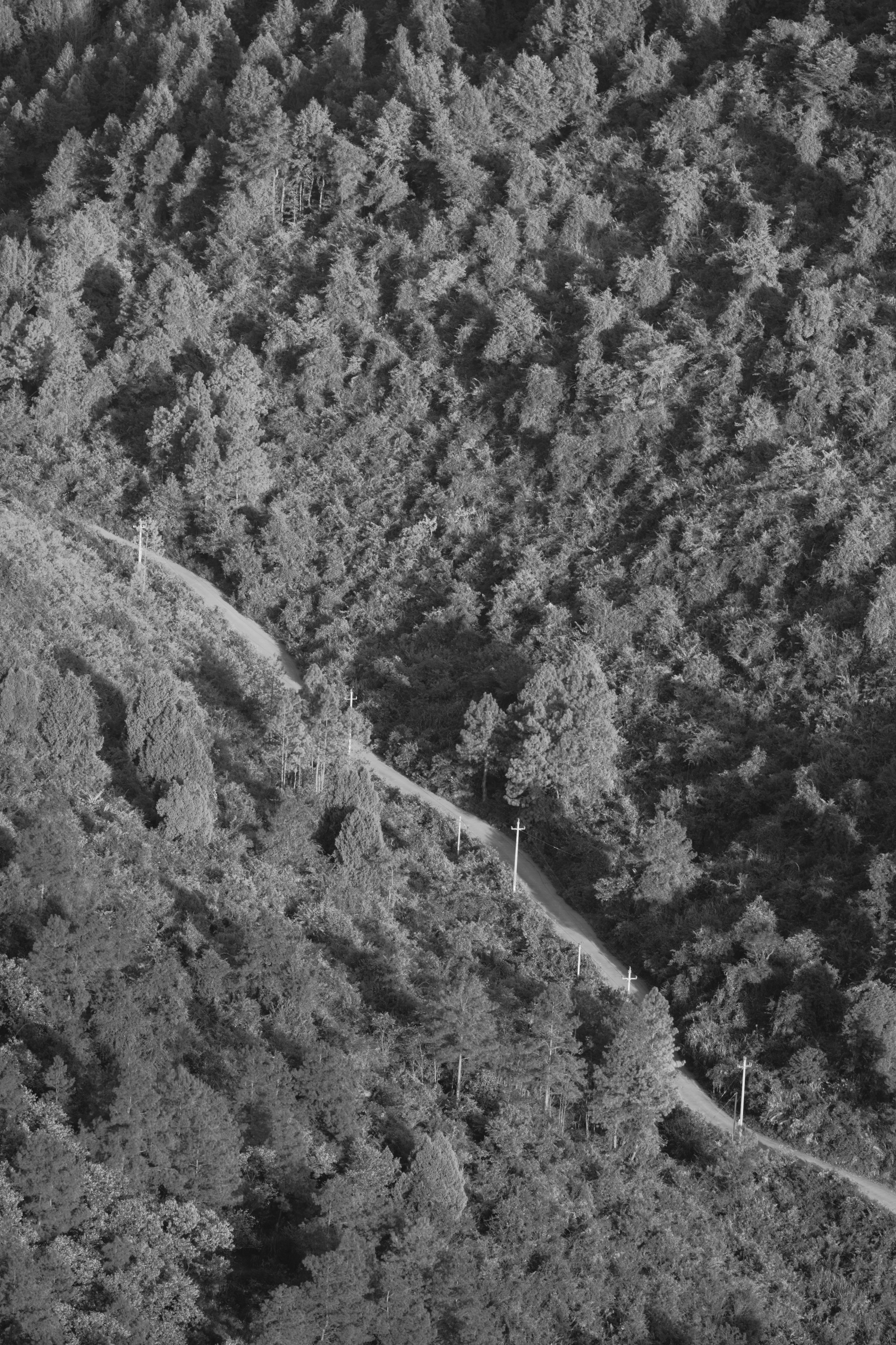 Black and white aerial view of a winding path through dense hillside forest with utility poles
