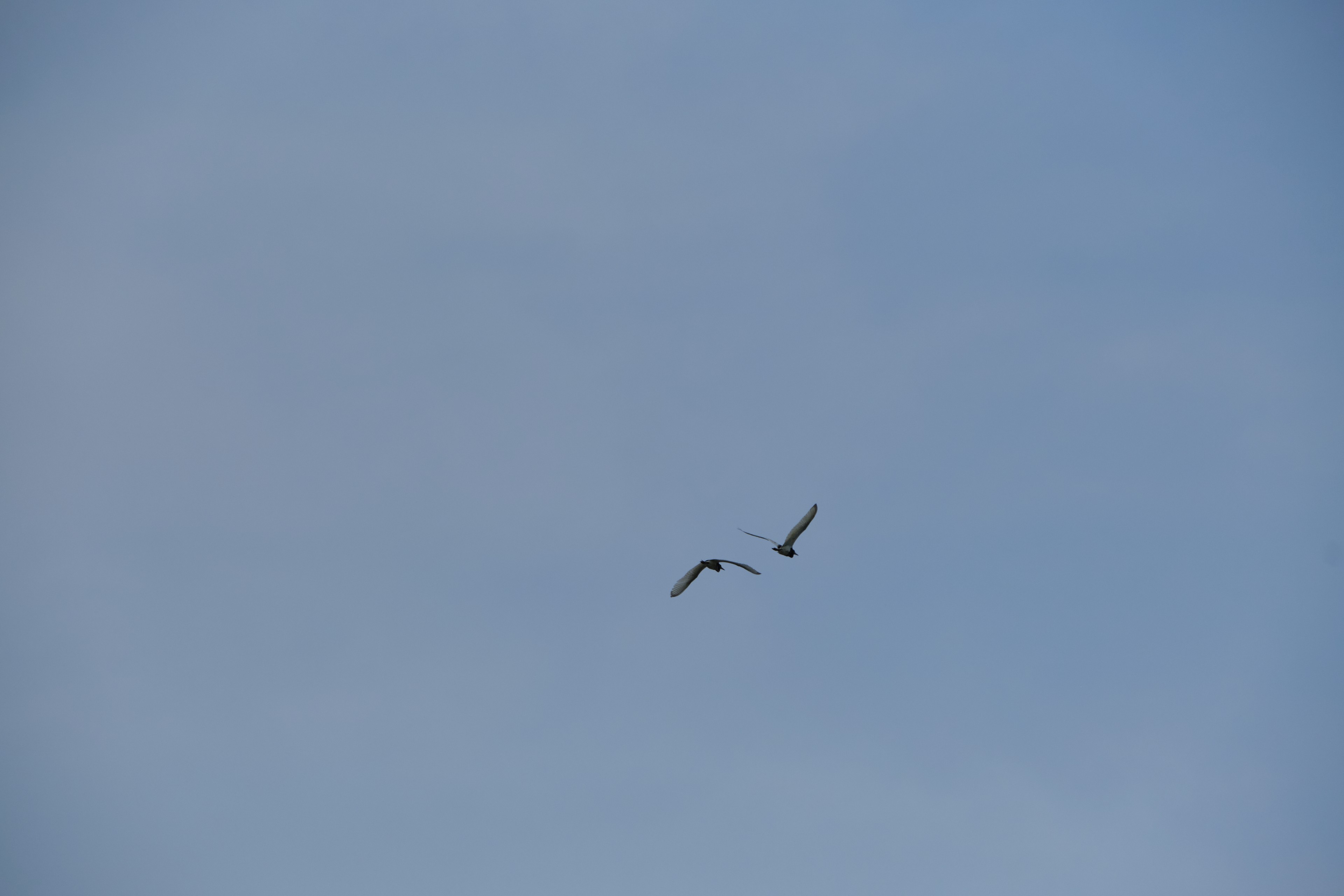 Two birds in flight against a clear light blue sky