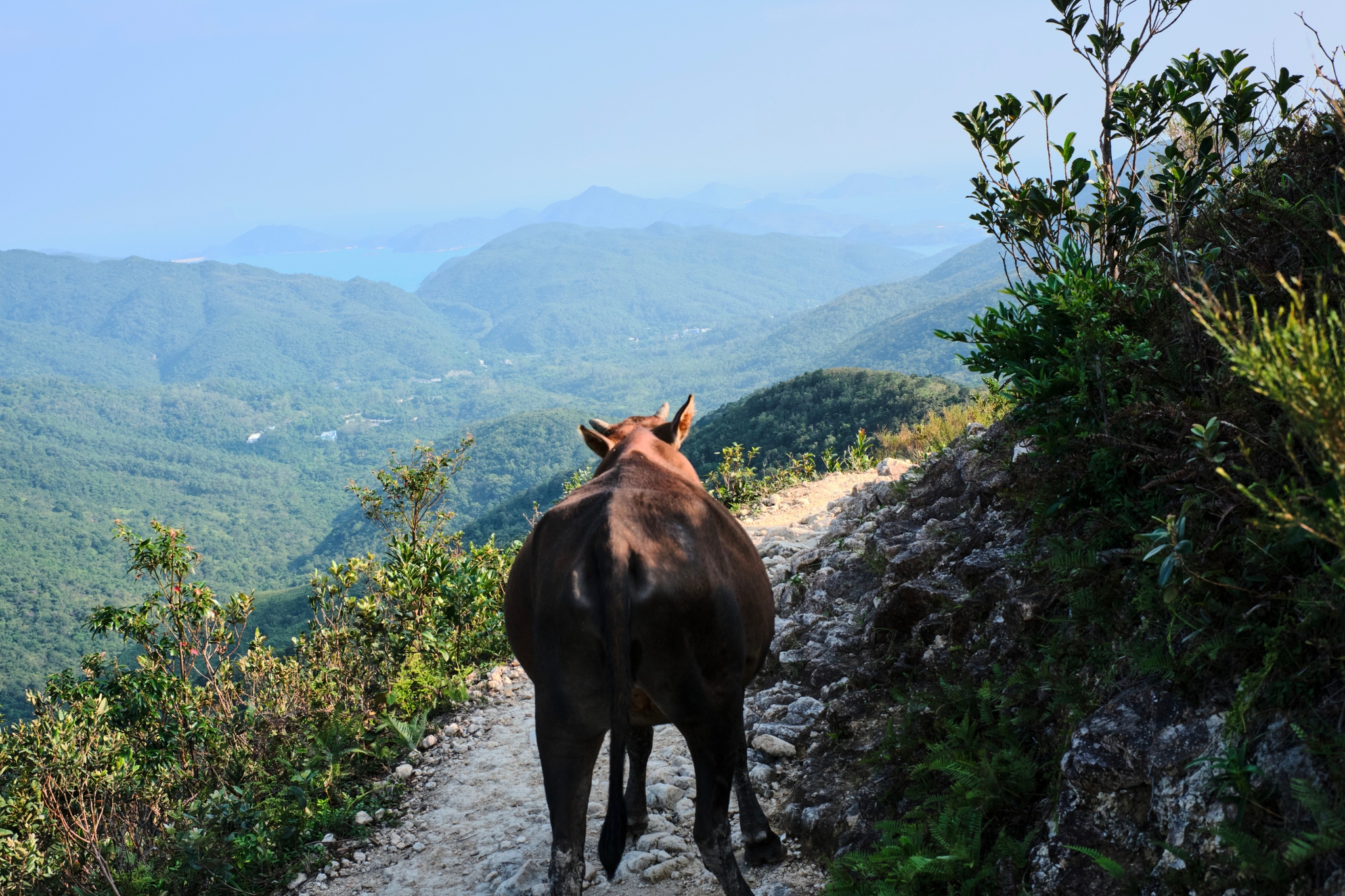 Brown equine on dirt path, mountain vista background