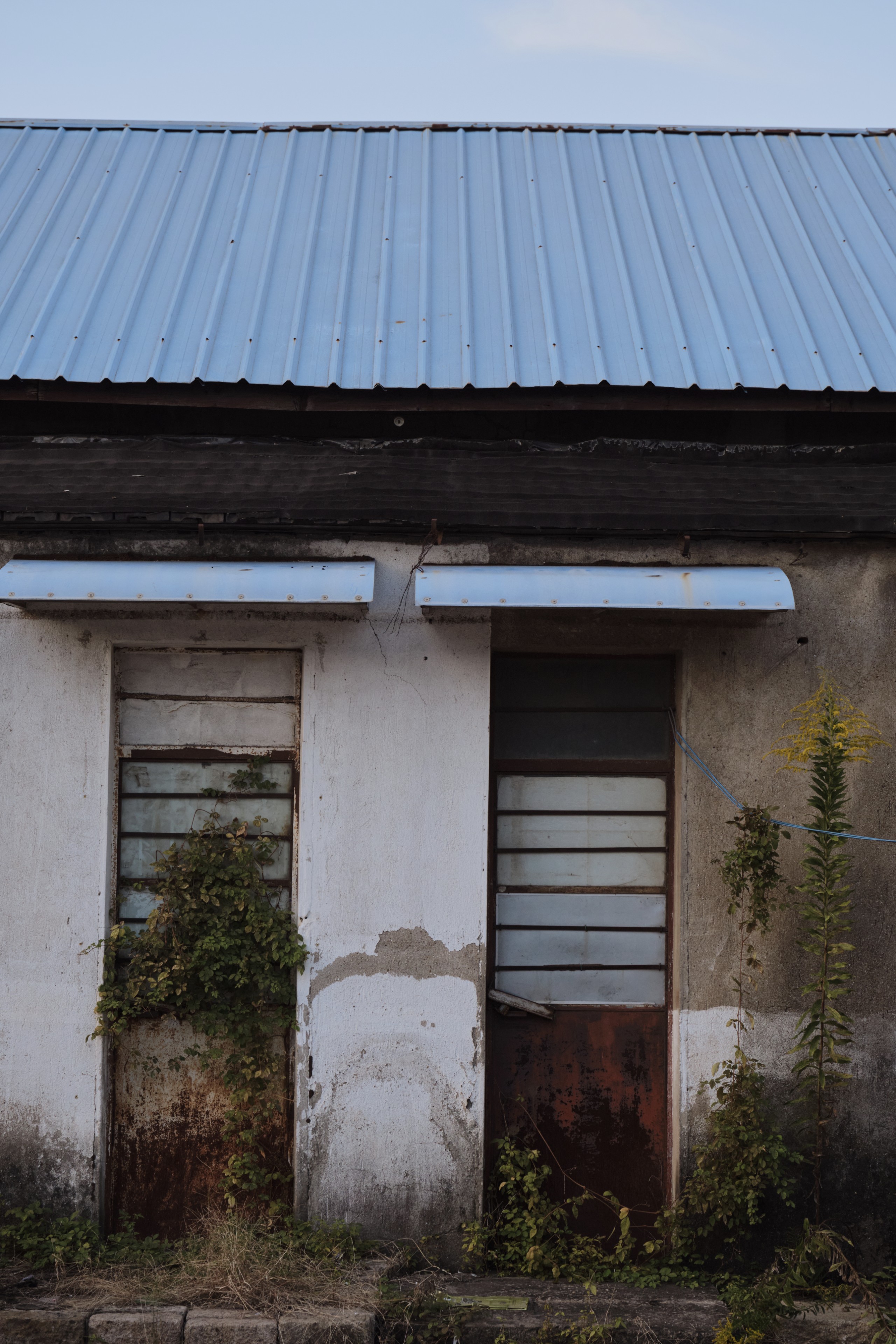 Weathered building facade with light blue corrugated metal roof, two barred doors, and overgrown vines