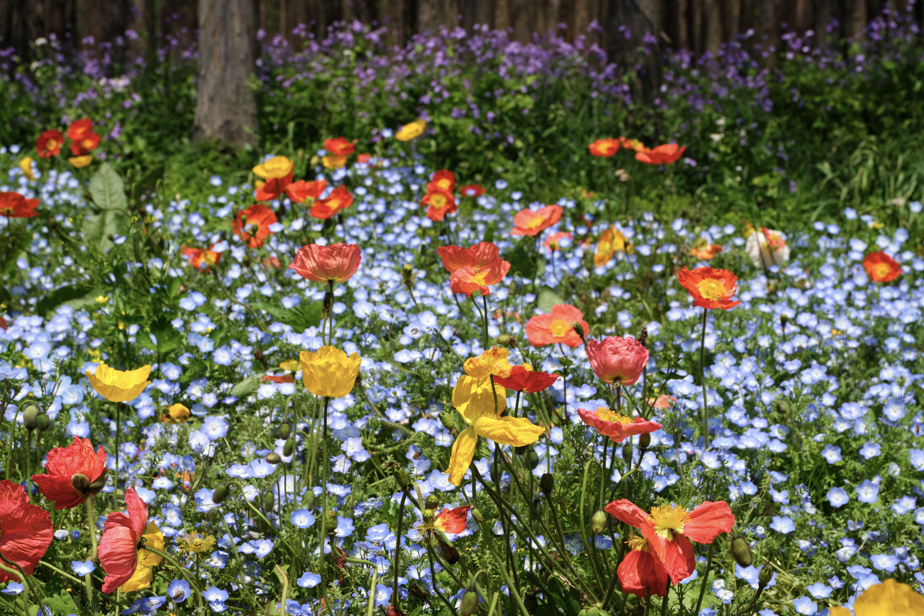 Field of red, yellow, and blue flowers with trees in background
