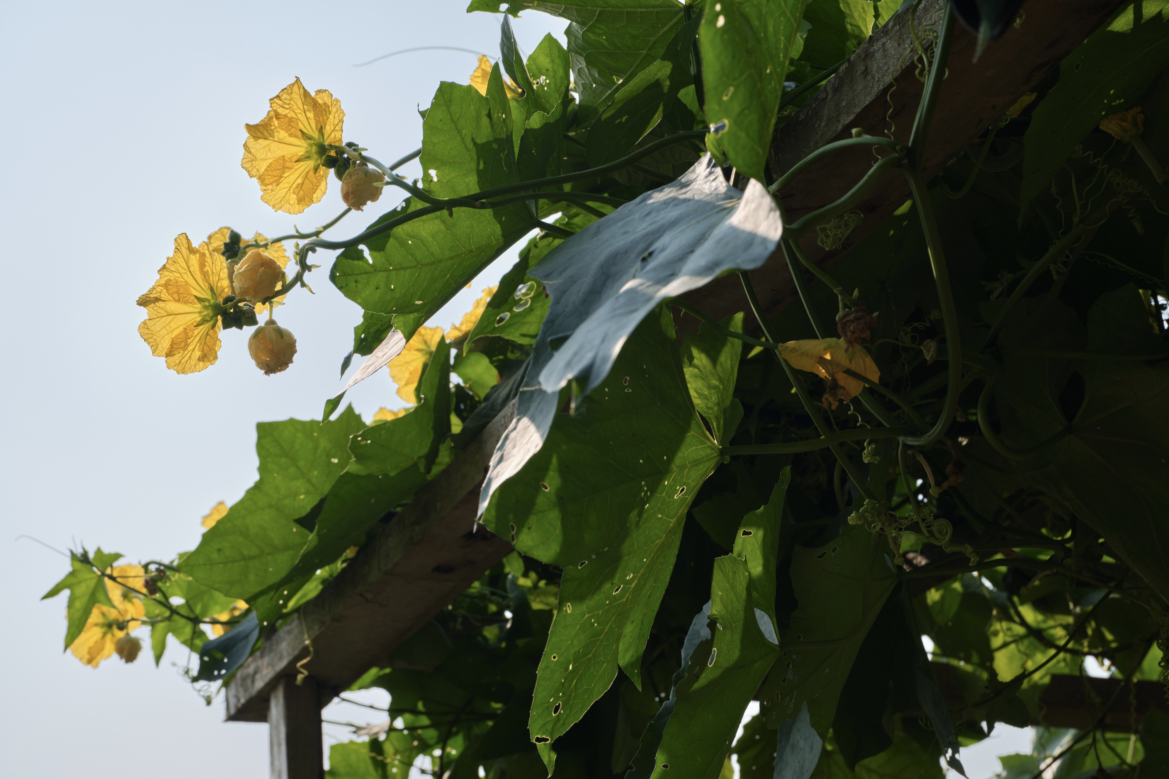 Yellow flowers and green leaves on a vine growing on a wooden trellis against a bright sky, with a light blue plastic piece entangled in the foliage