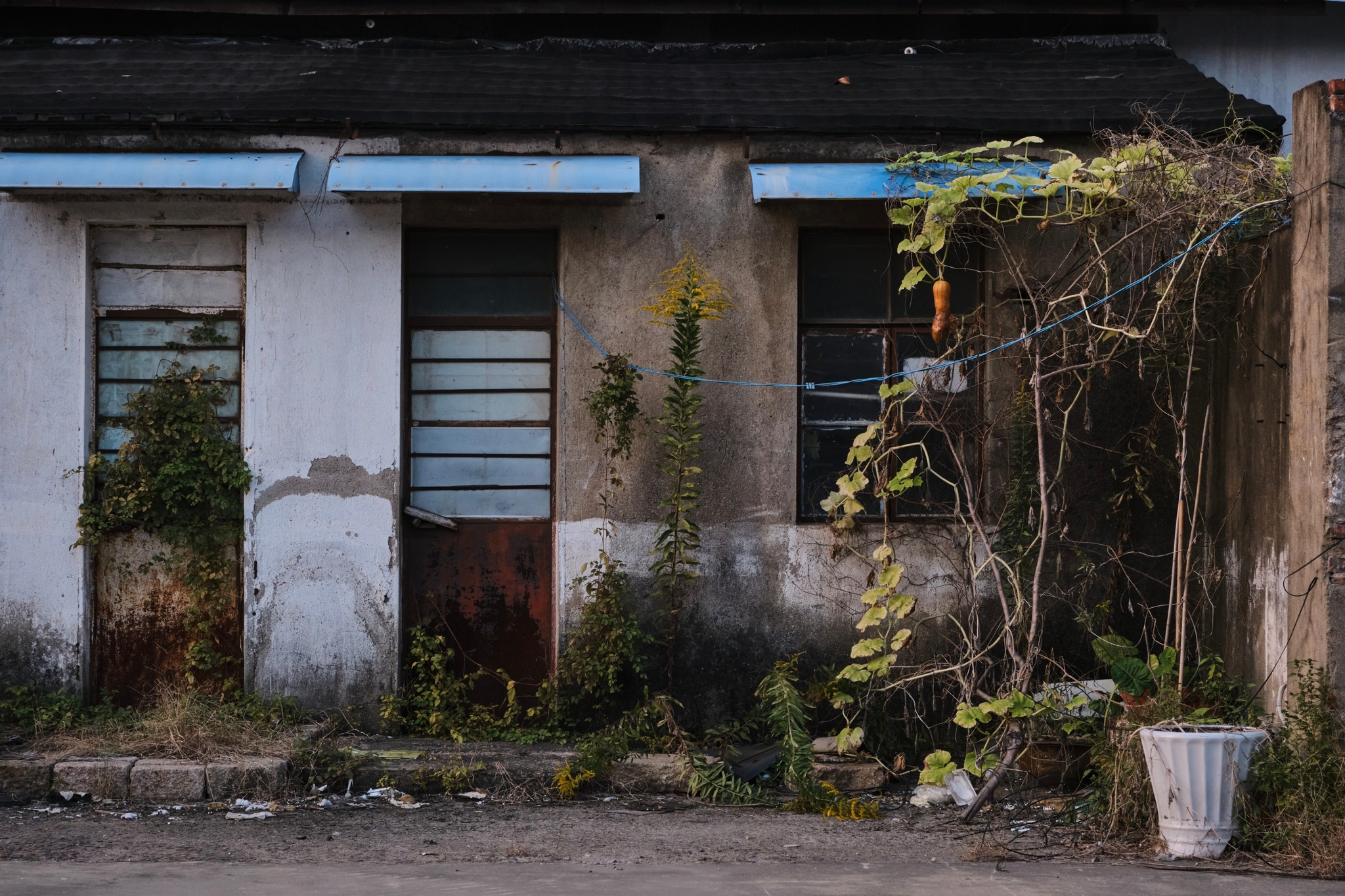 Dilapidated building facade with two blue-awninged windows, overgrown green vines, and a white pot on the ground