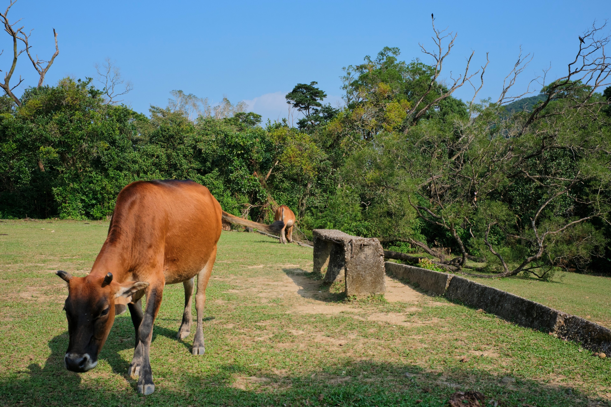 Brown cattle graze in a sunny green field with lush trees and a blue sky. A concrete bench is in the middle ground