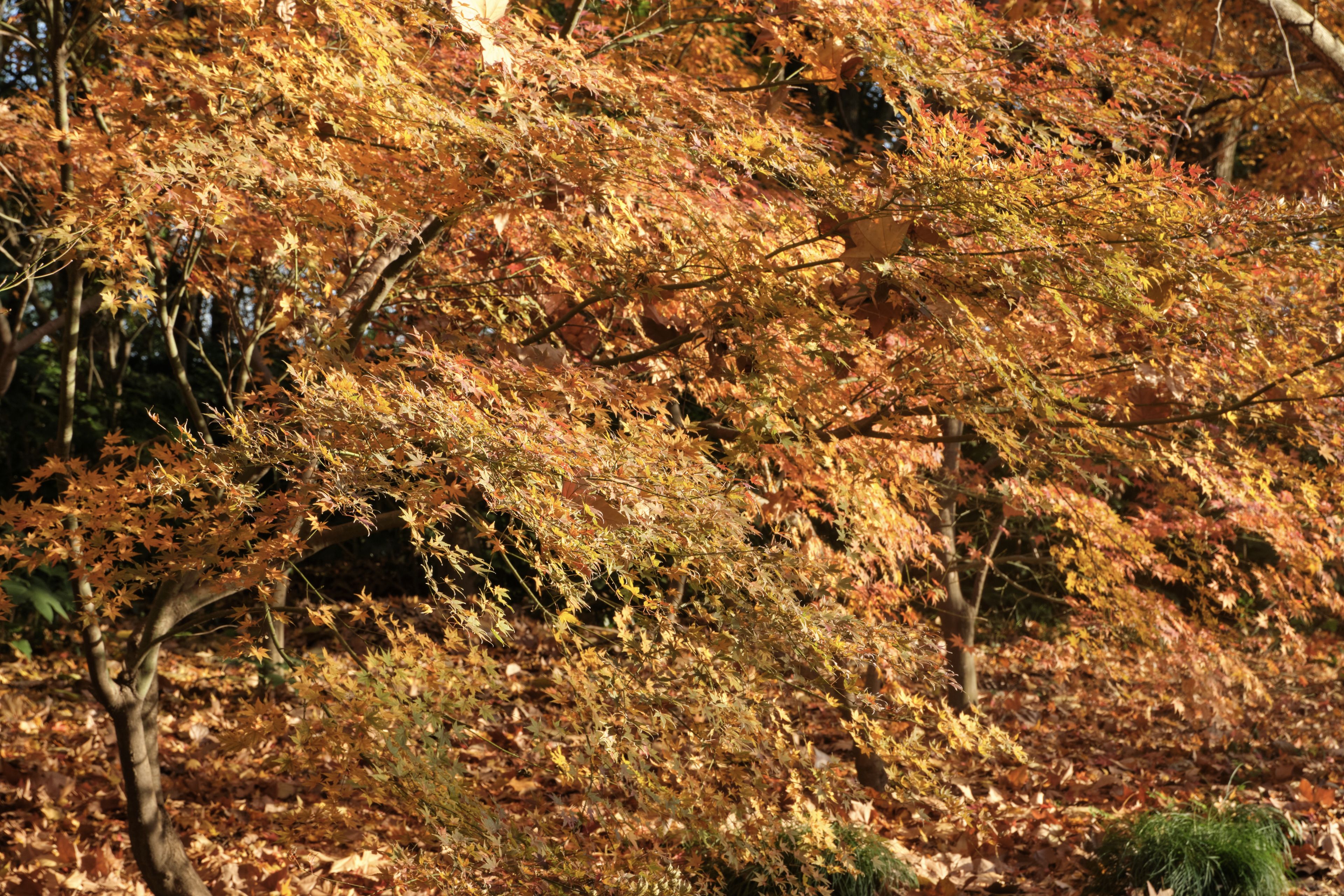 Densely forested hillside covered in orange and yellow autumn leaves