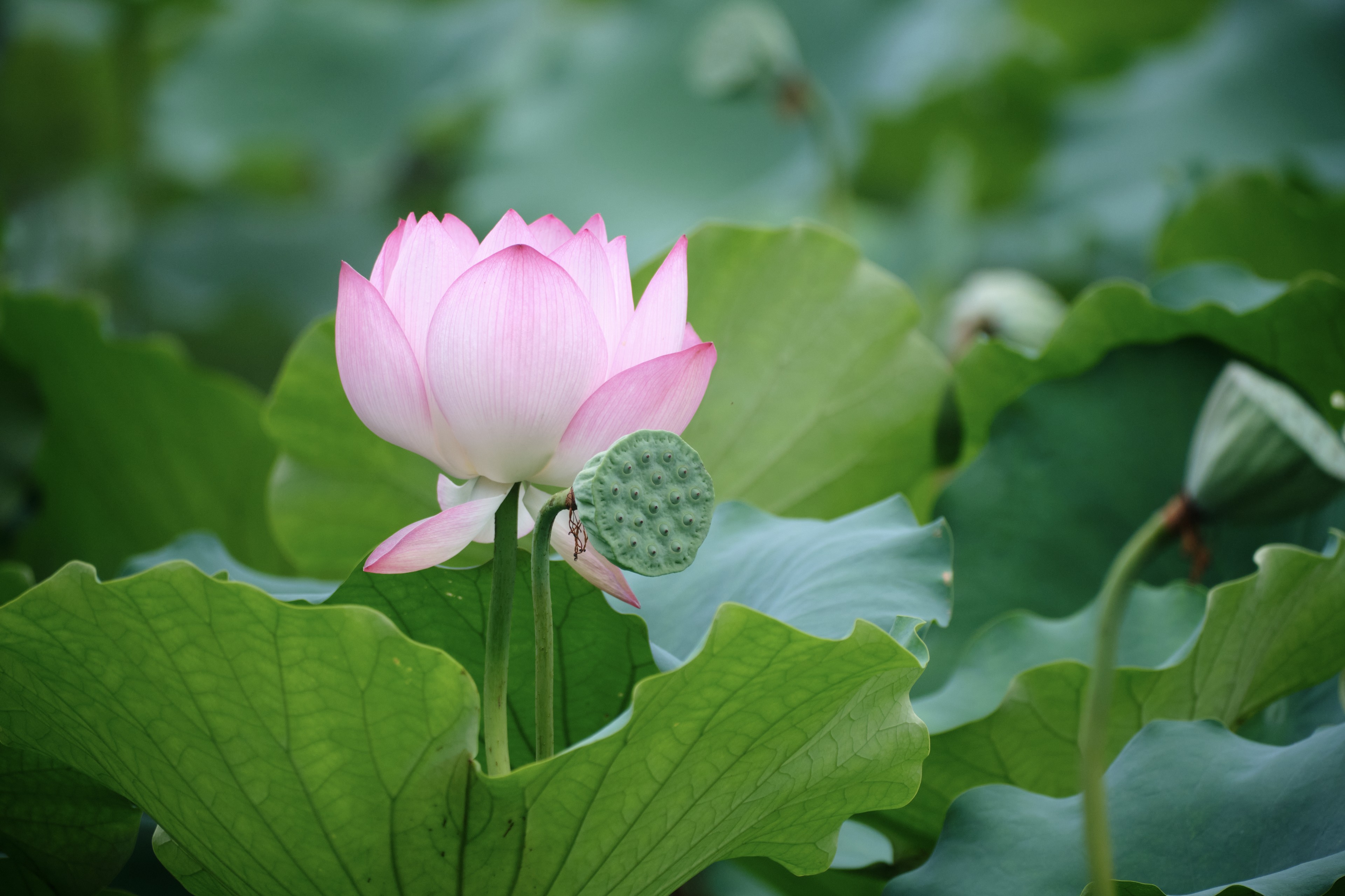 Pink lotus flower, green seed pod, surrounded by green lily pads