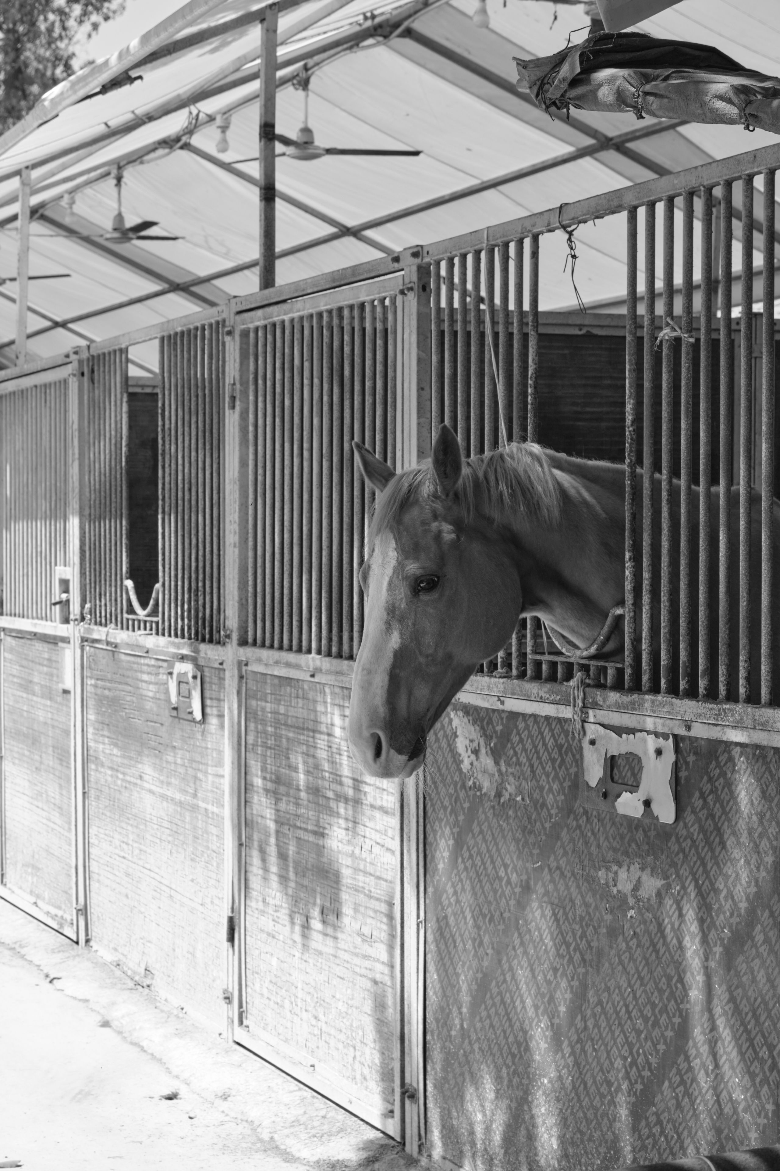 Black and white image of a horse's head looking out from a stable stall with metal bars and a covered roof. Other stalls are visible to the left