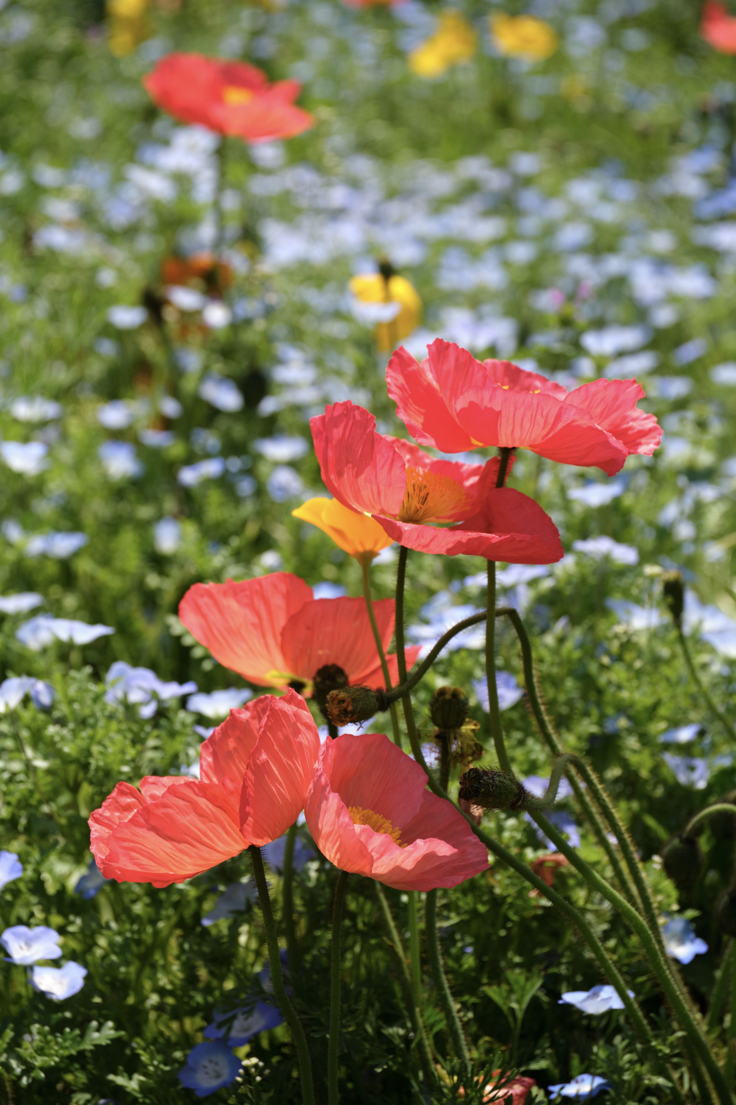 Red poppies amidst a field of small blue and yellow flowers under sunlight