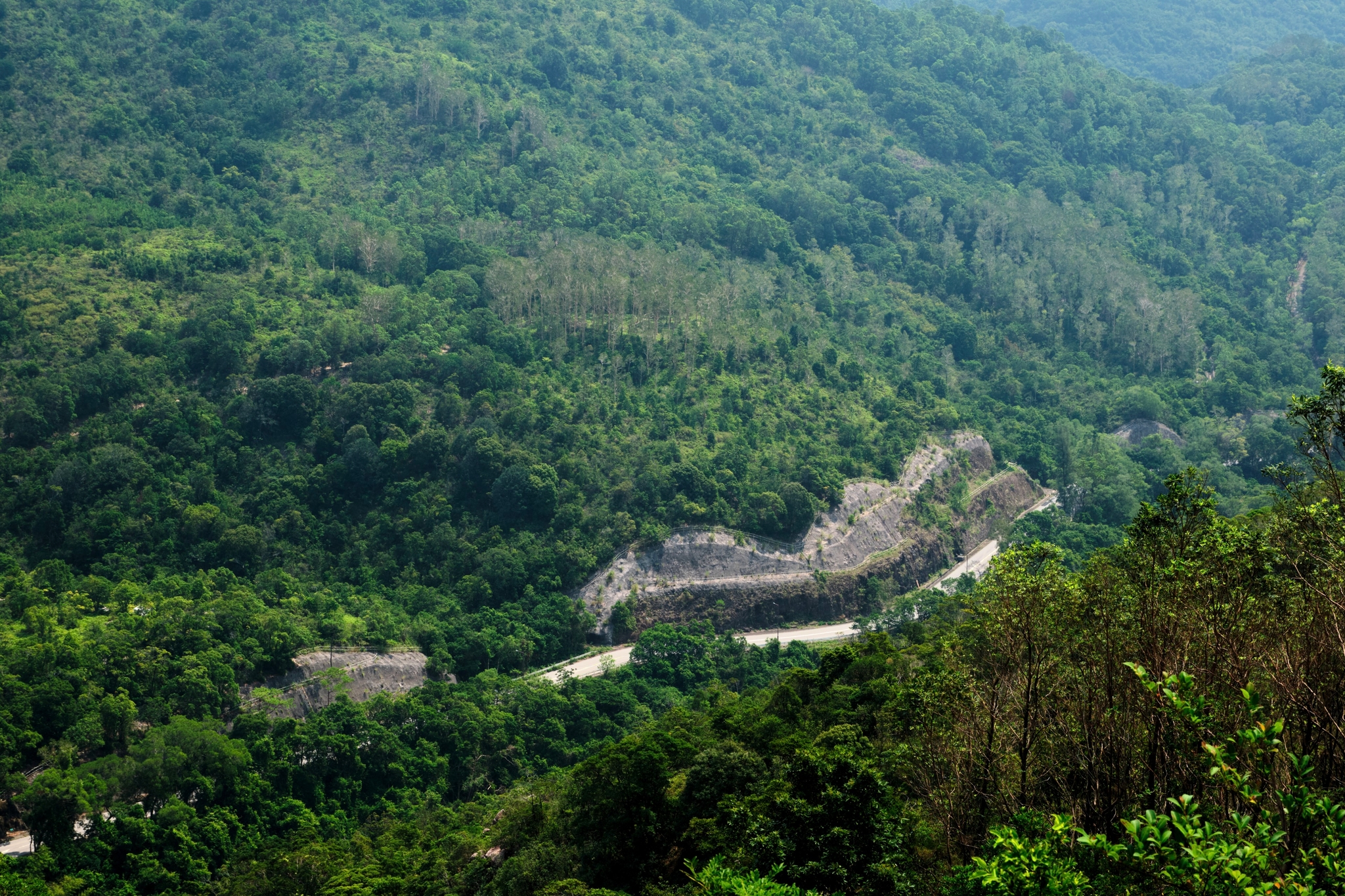 Aerial view of dense green hills and winding road through forest