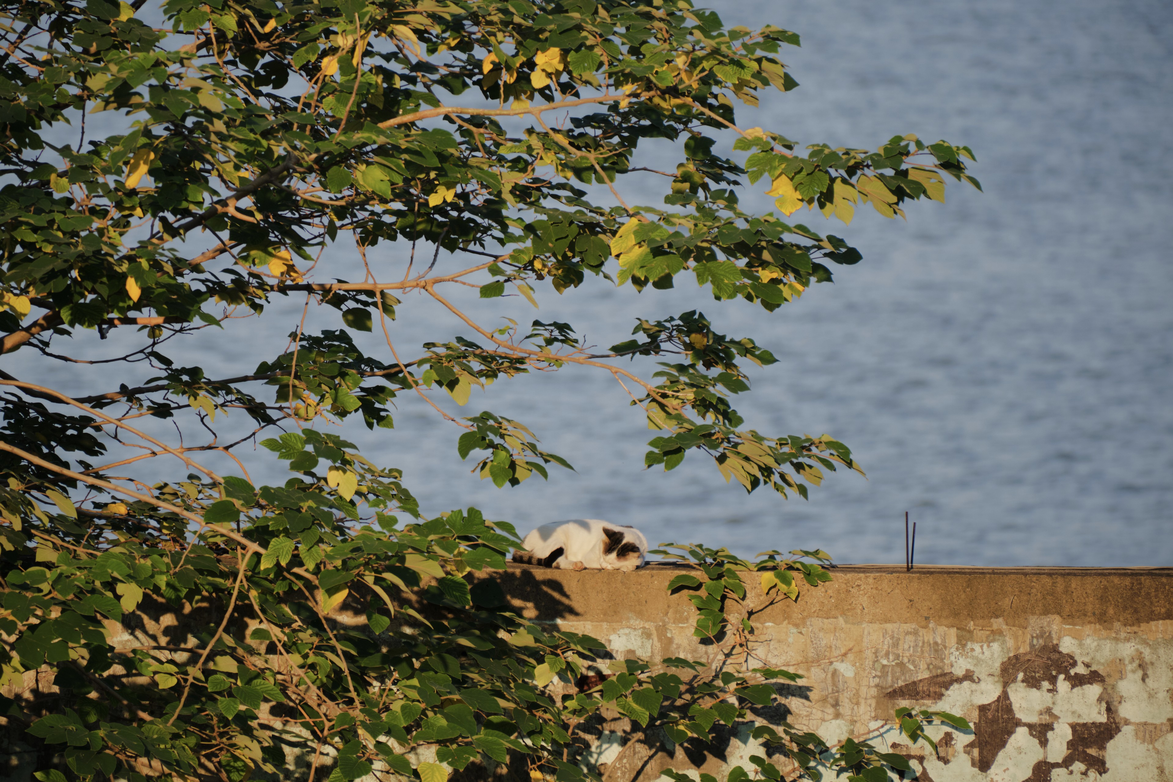 Green tree branches and leaves in foreground, textured brown wall and blue water in background